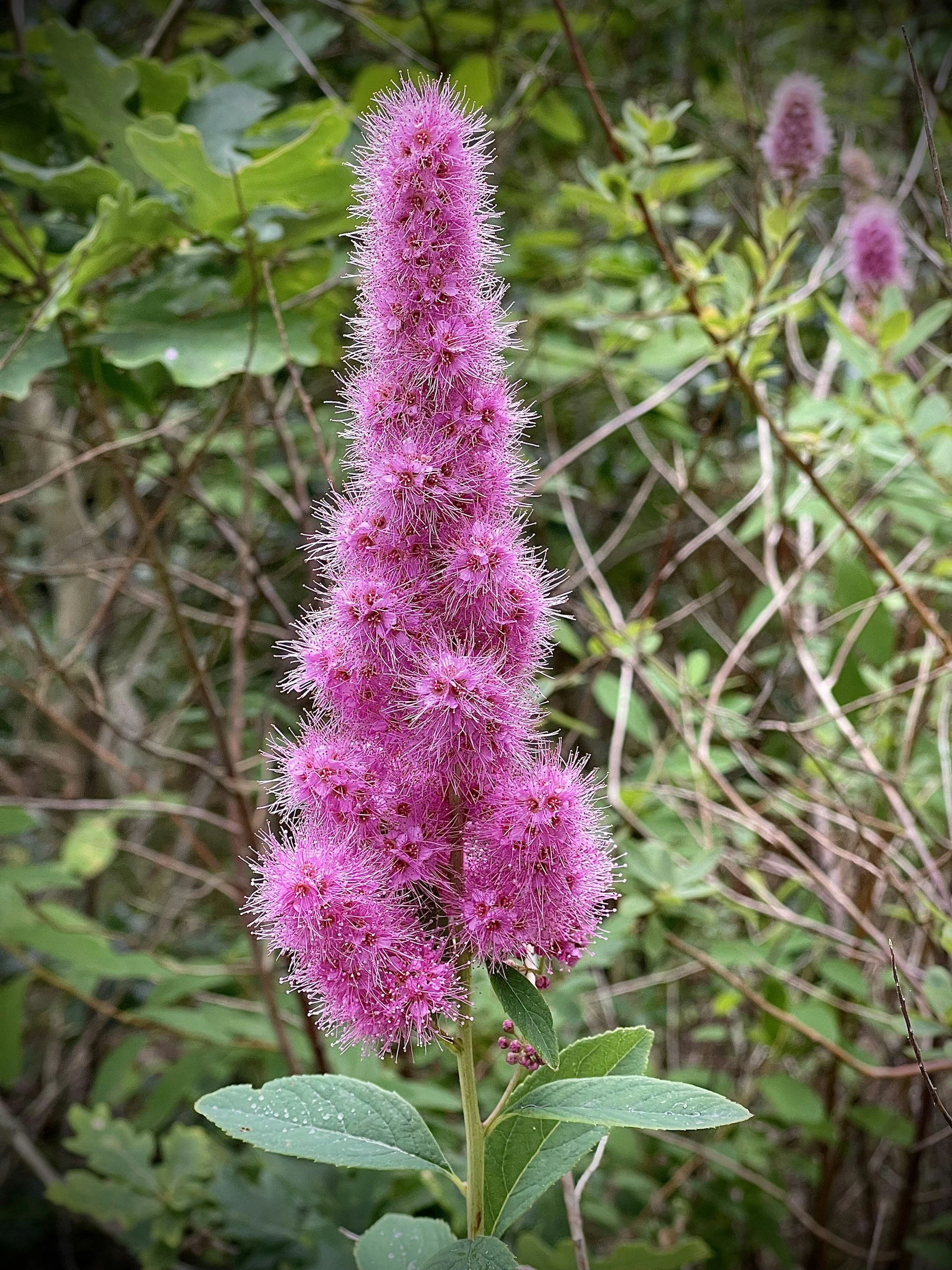 Stewardship Saturday Columbia Children's Arboretum Planting 