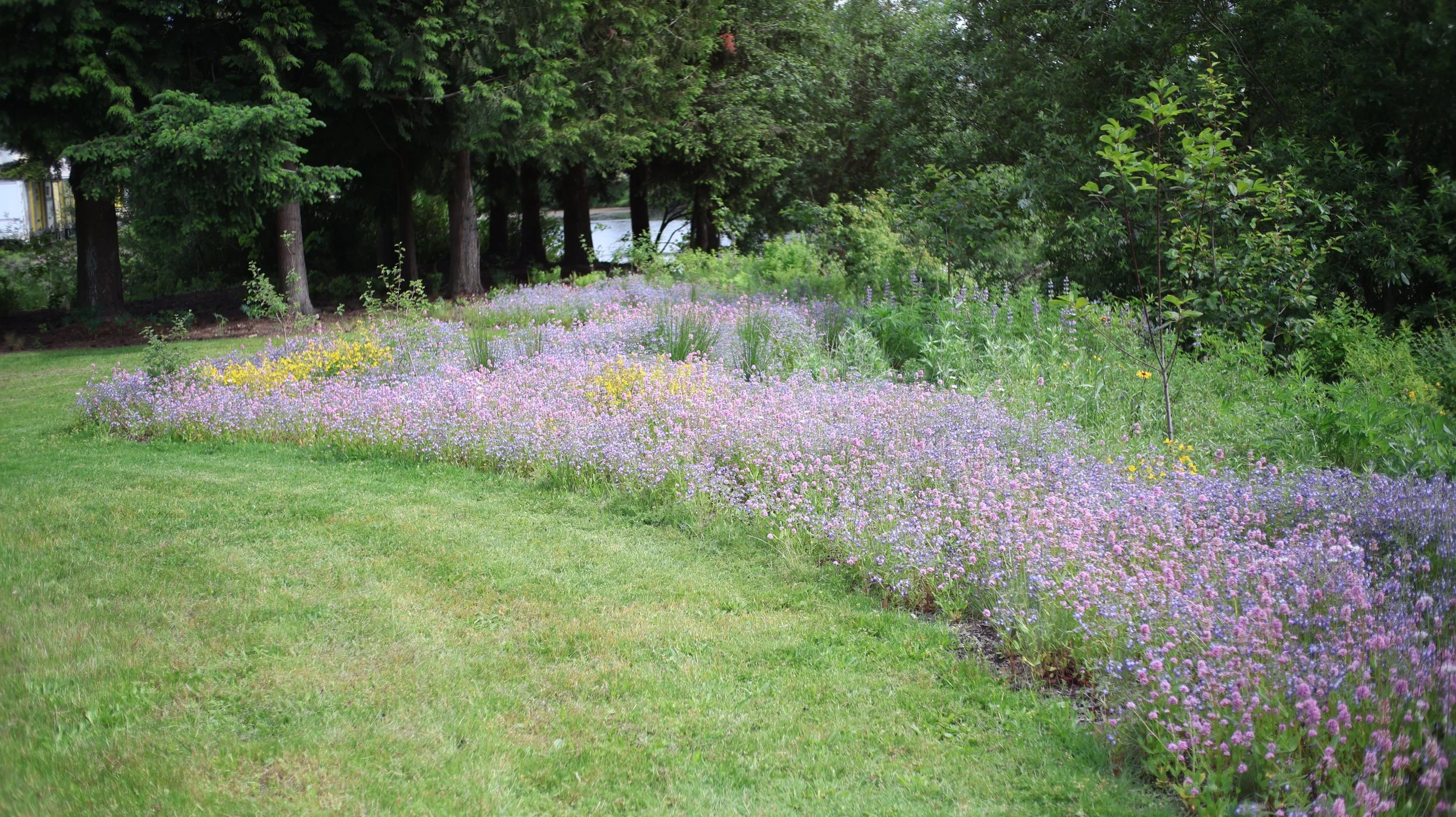 From Lawn to Living Landscape: Designing the Garden at the Flood Safety Disrict