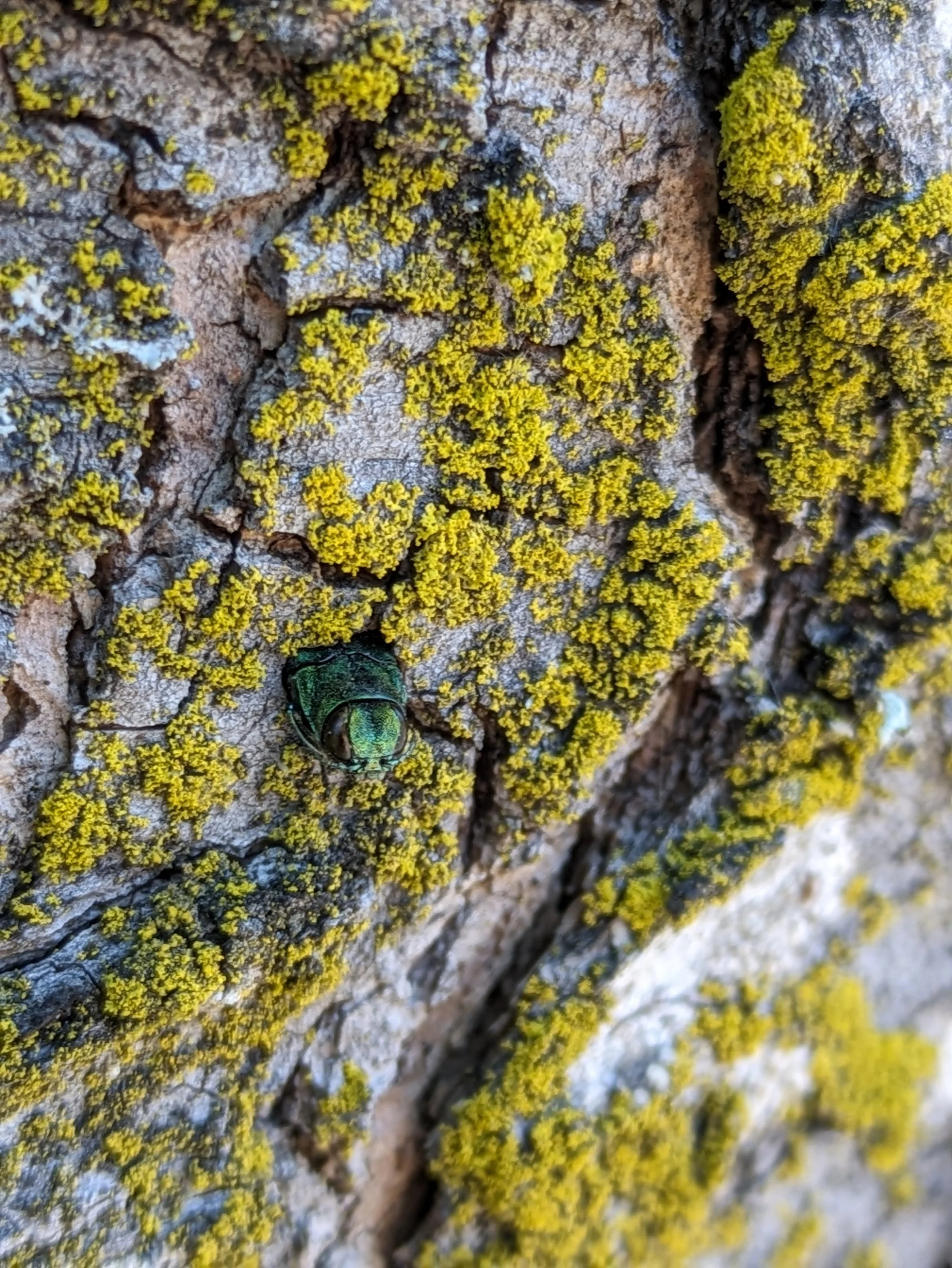 Slough Science: Emerald Ash Borer
