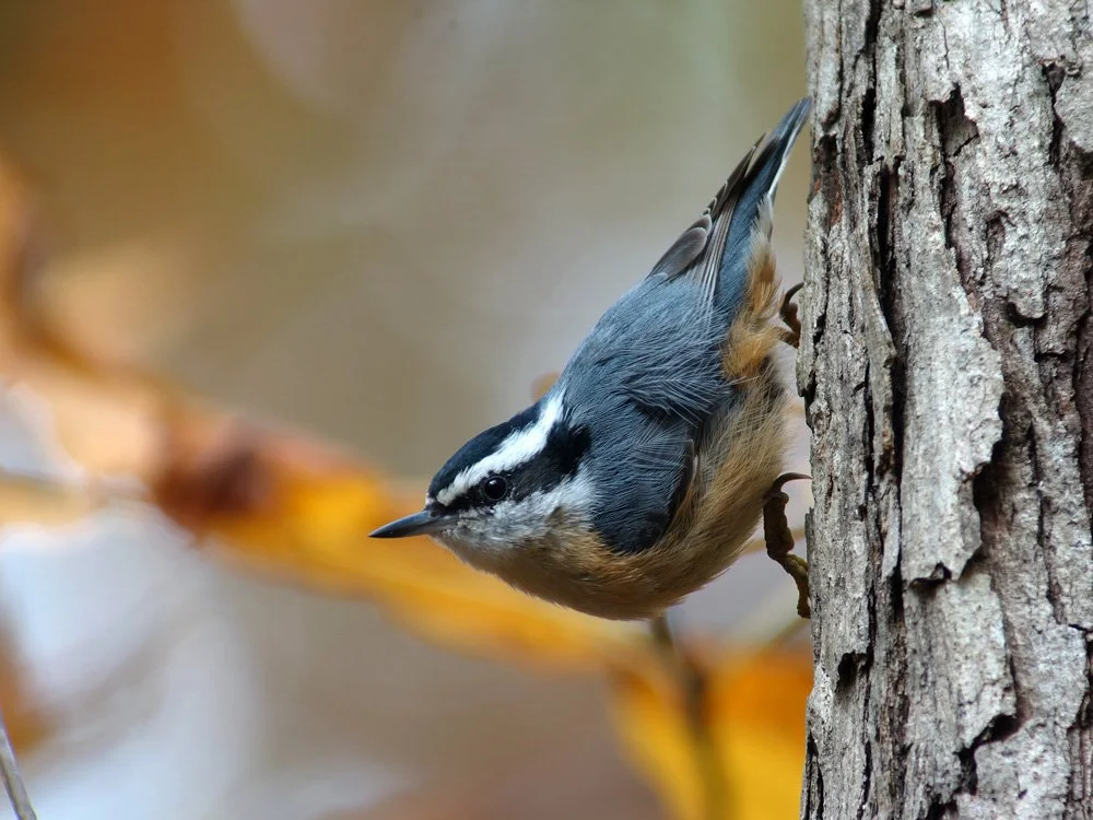 Bird Walk at Smith and Bybee