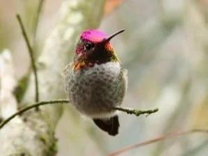 Accessible Birding at Mason Flats