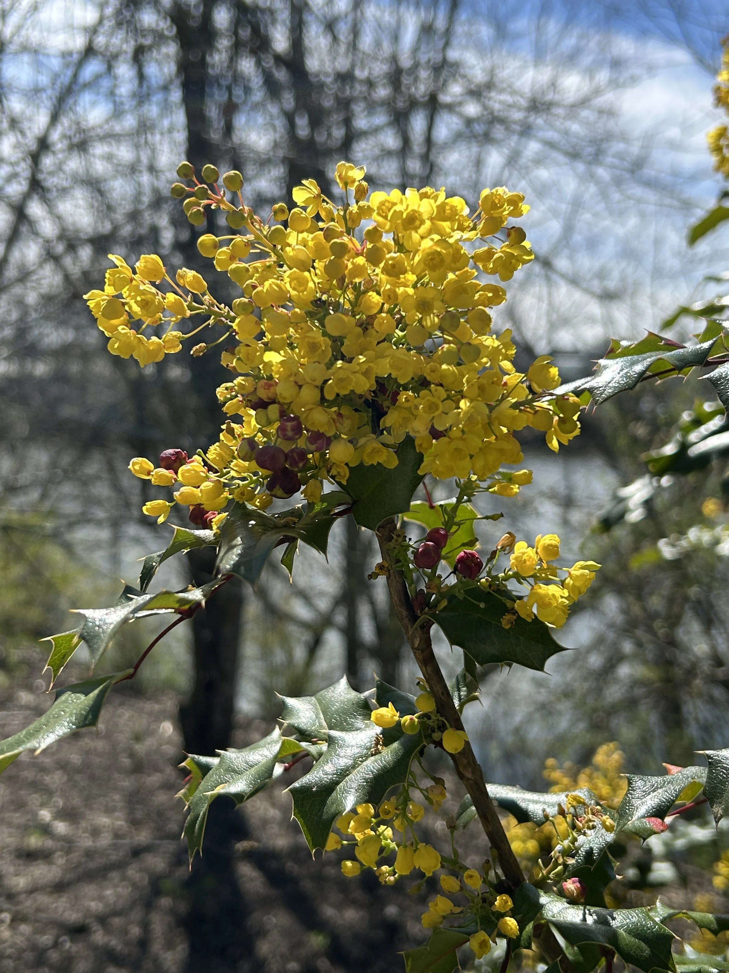 Native Plant Communities at the Demonstration Garden