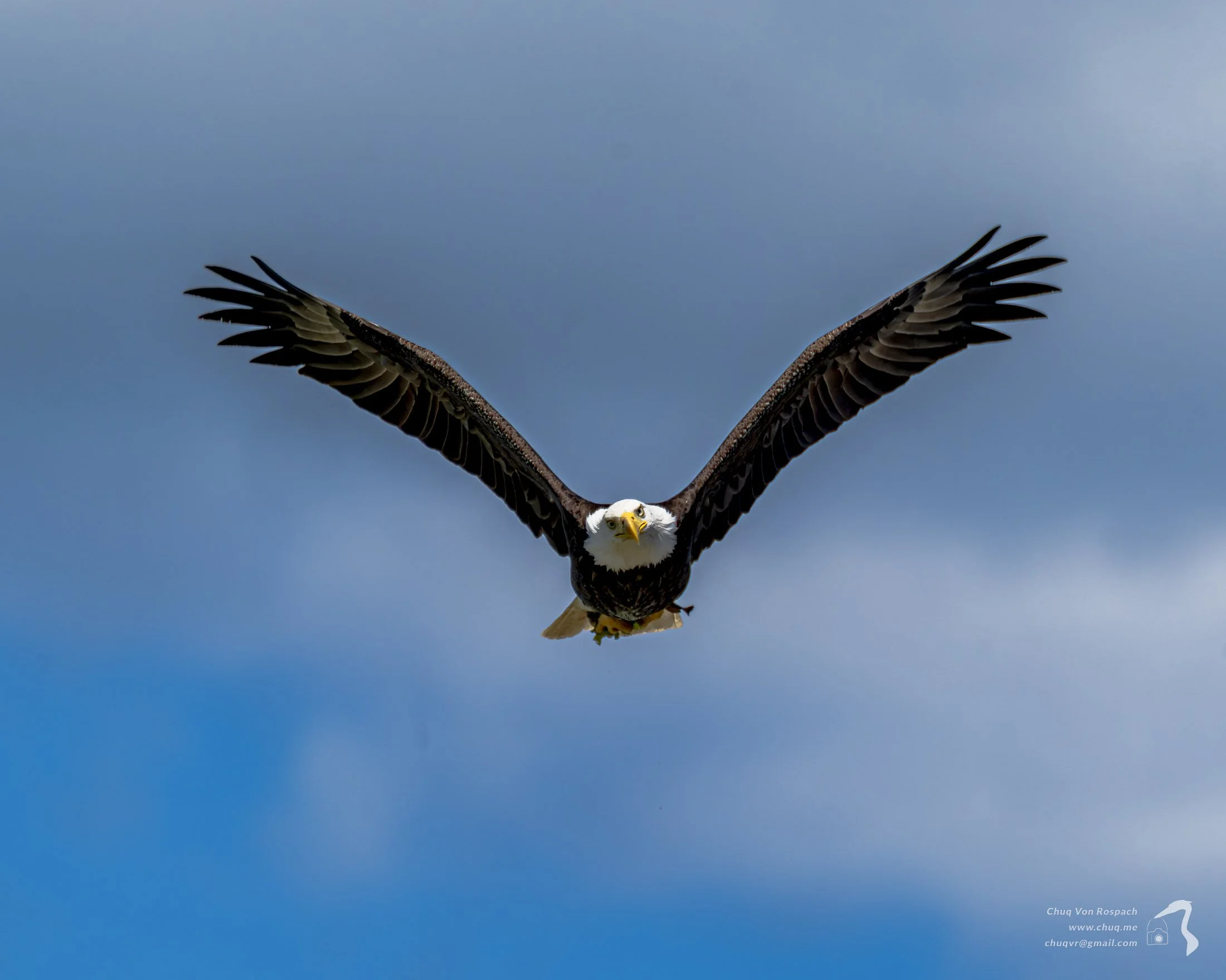 Bald Eagle