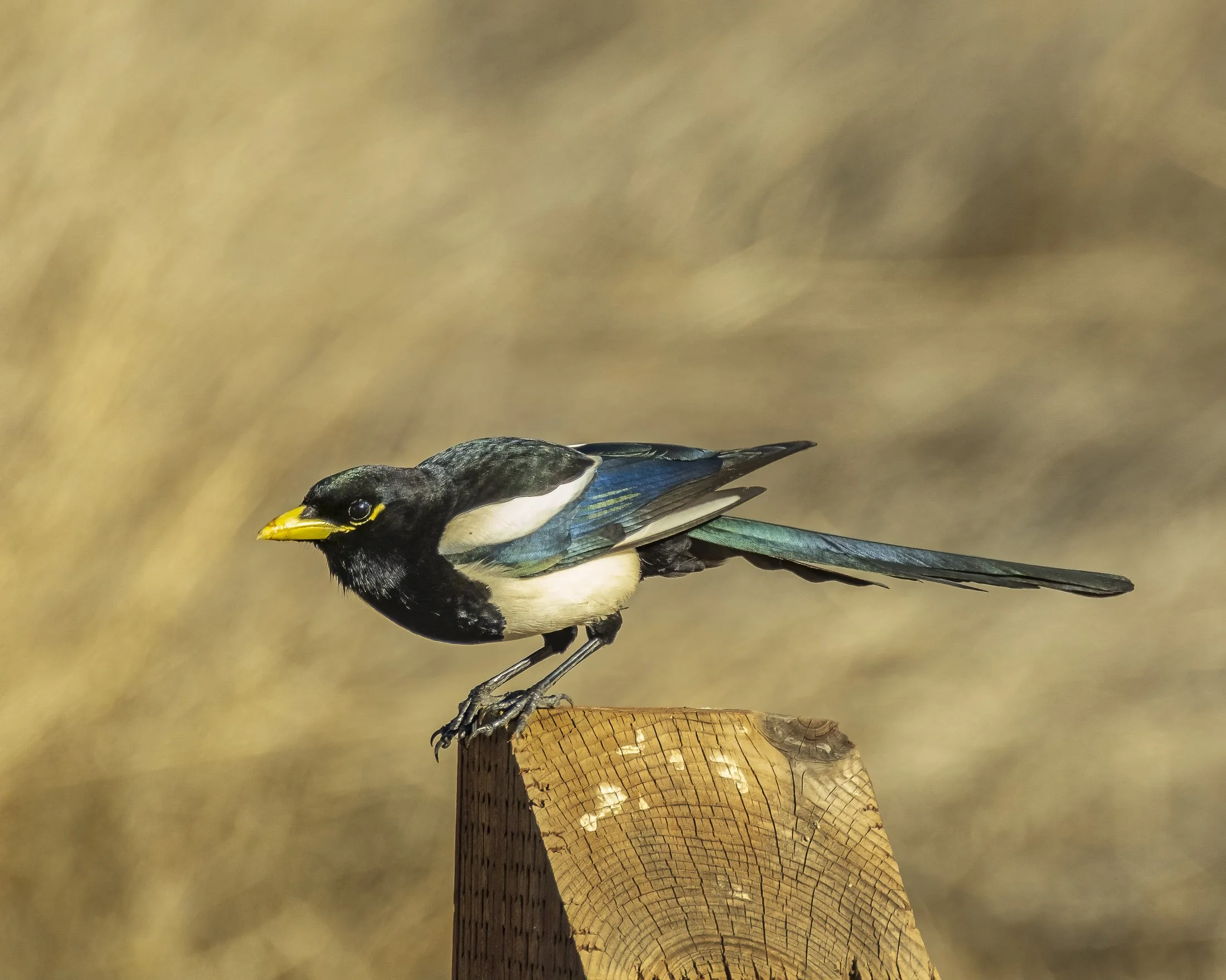 Birds of Coyote Valley