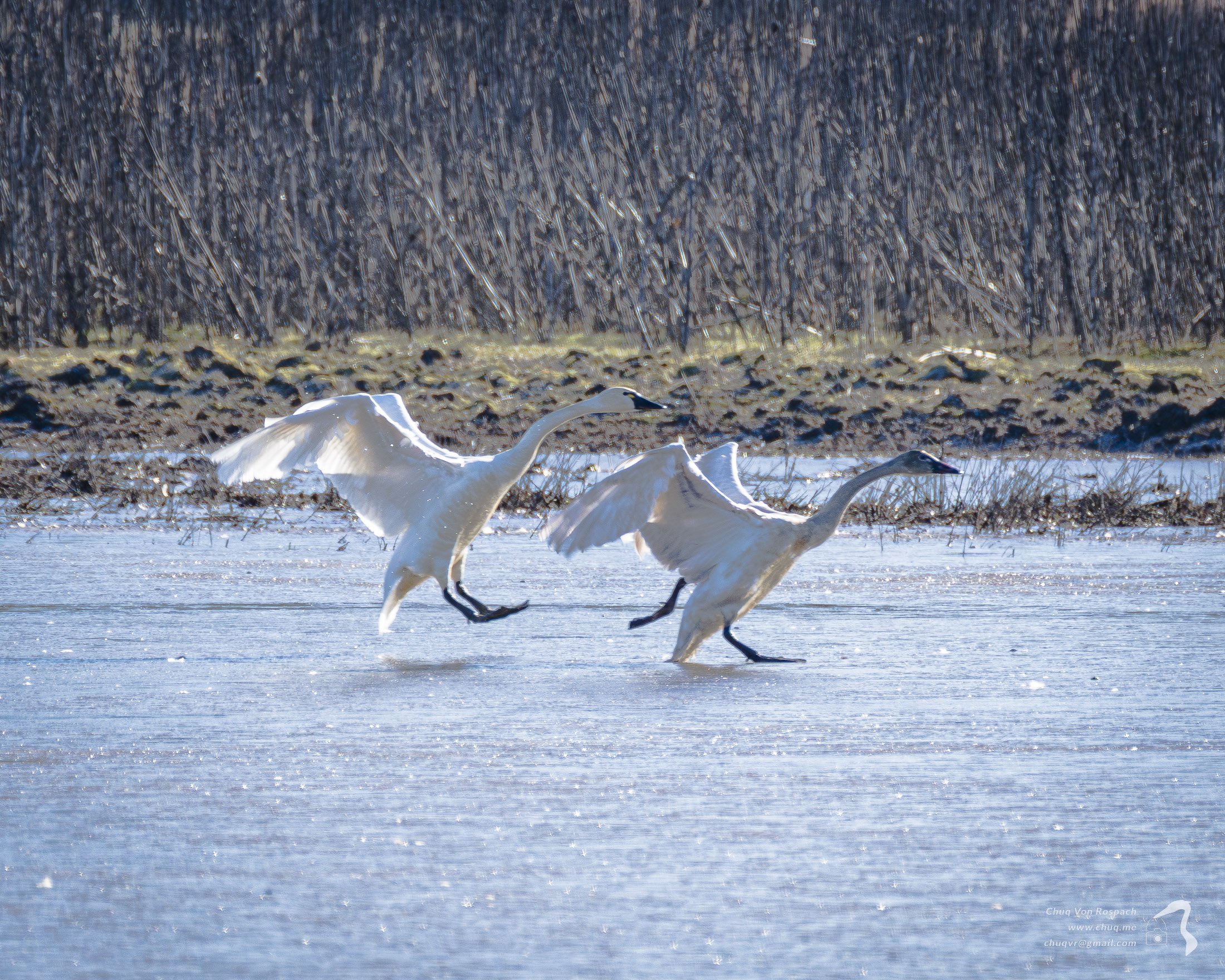 Trumpeter Swans landing on ice
