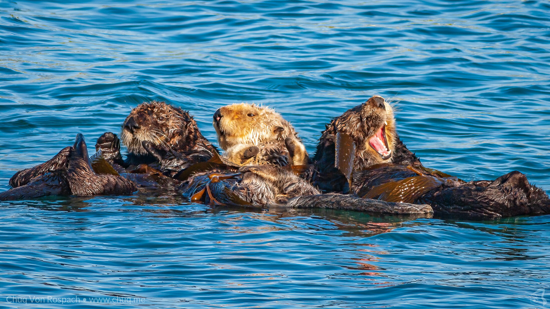 Sea Otters