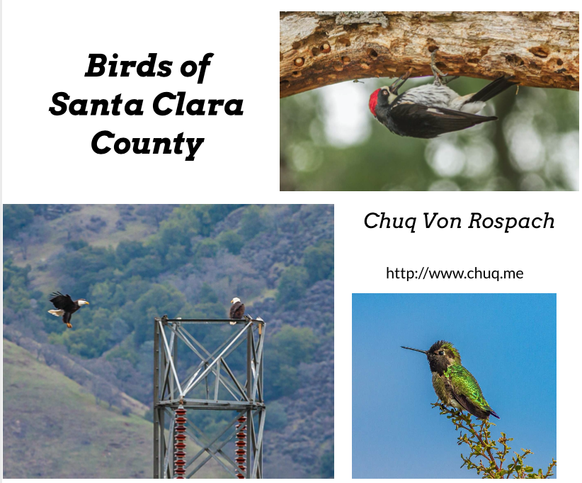 Birds of Santa Clara County