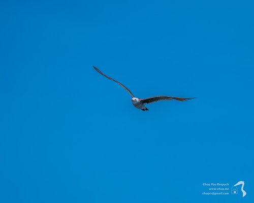 Sony a7 IV for birds in flight photography: First thoughts — Nature  Photography Blog