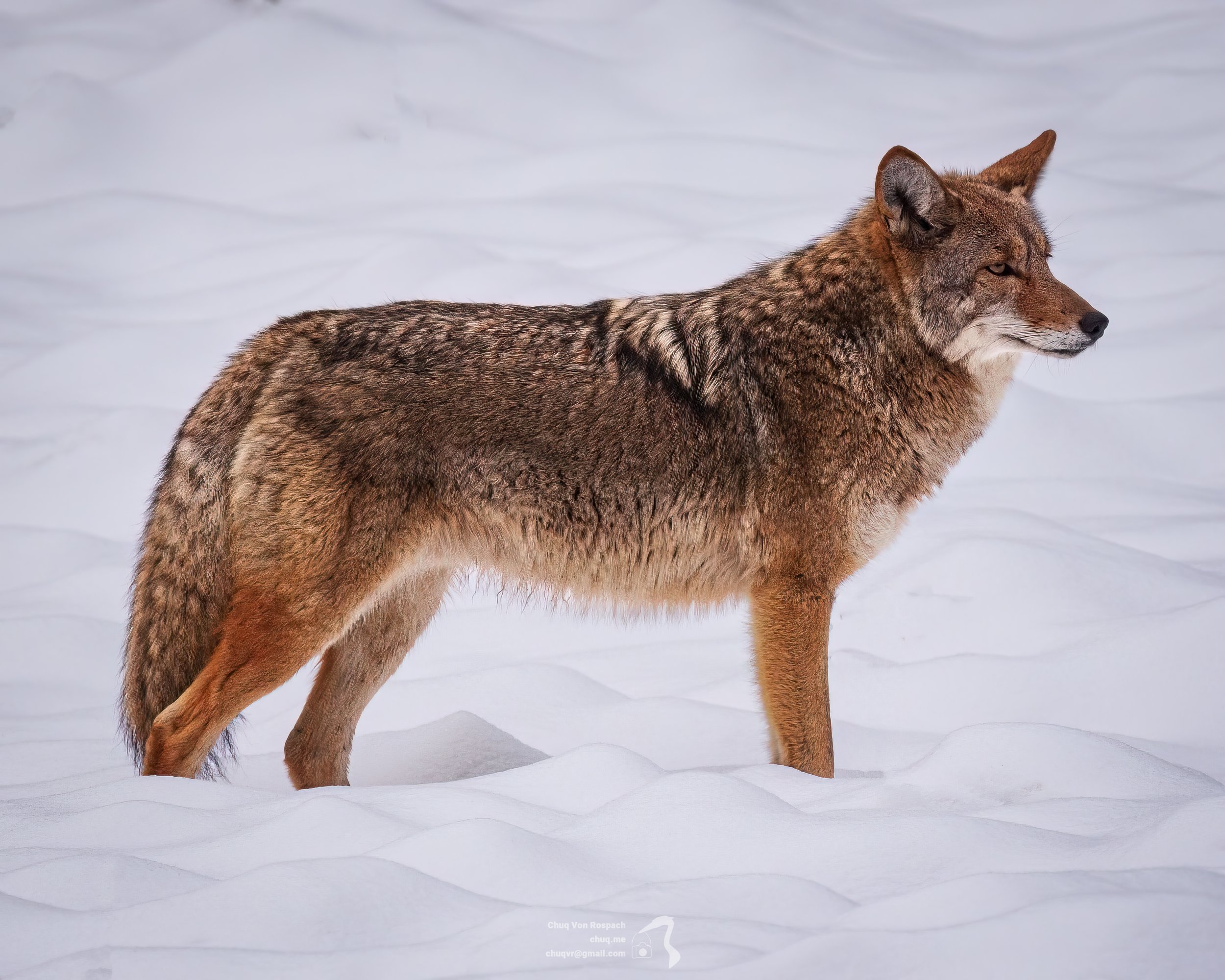 Coyote on the Prowl