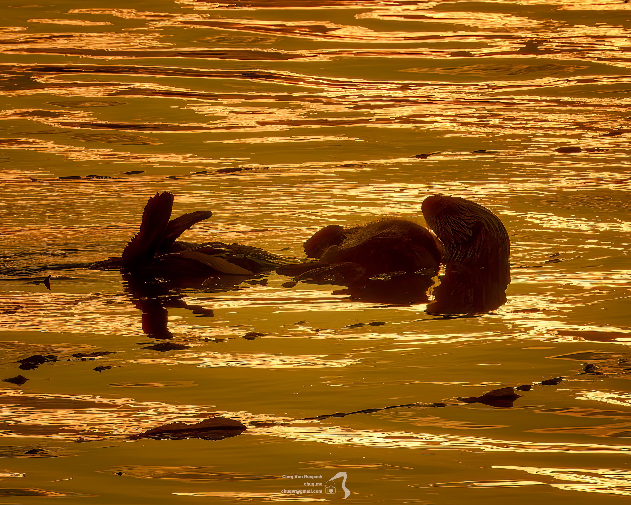 Sea Otter Mom with her pup at dawn, Morro Bay Harbor