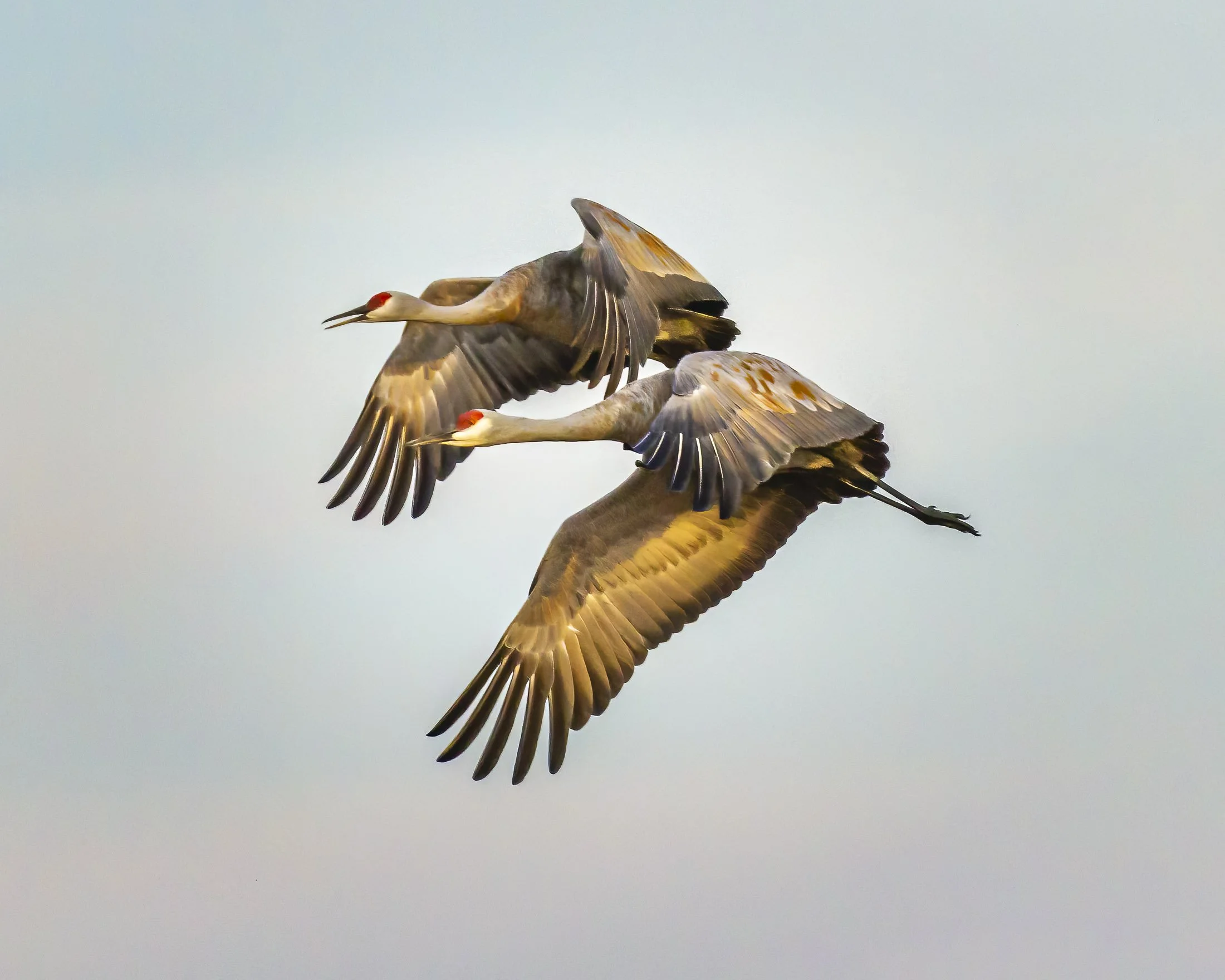 Sandhill Cranes