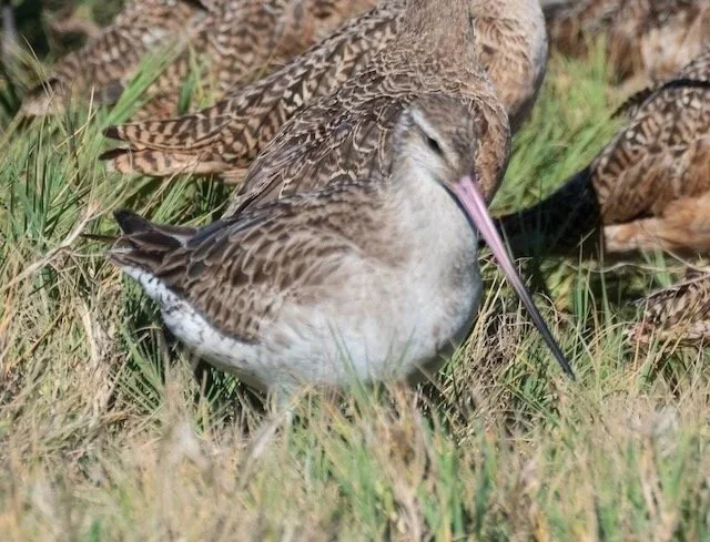 6FPS is out: V7#10: Oregon Coast