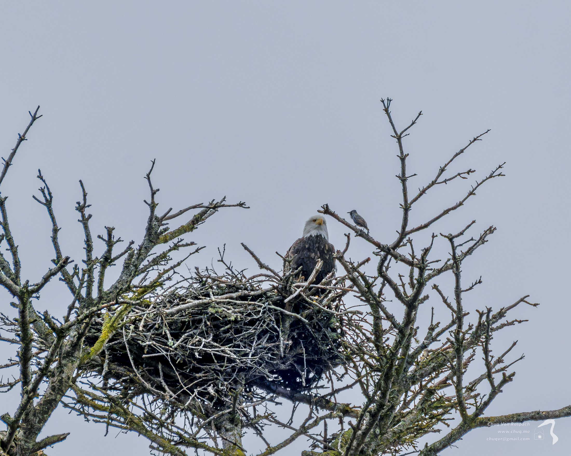 Eagles Nest, Bainbridge Island