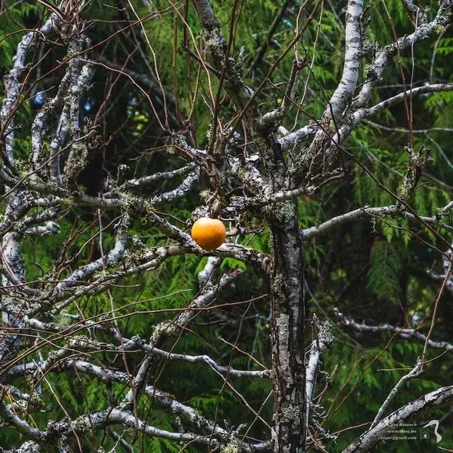 6FPS V8#1: My Year Without Chocolate