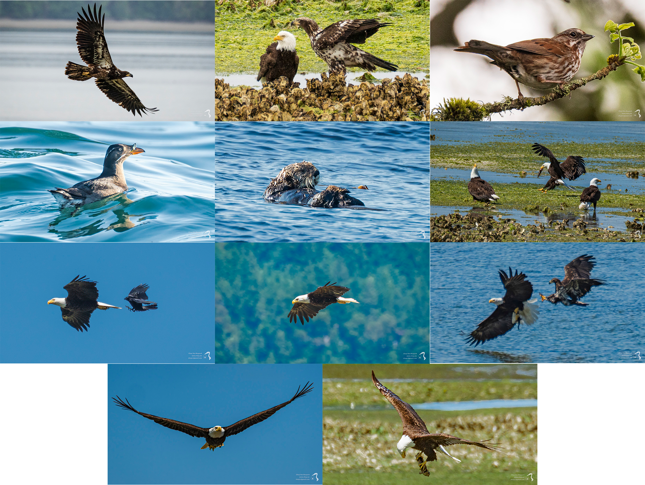 New Free Desktop Wallpapers