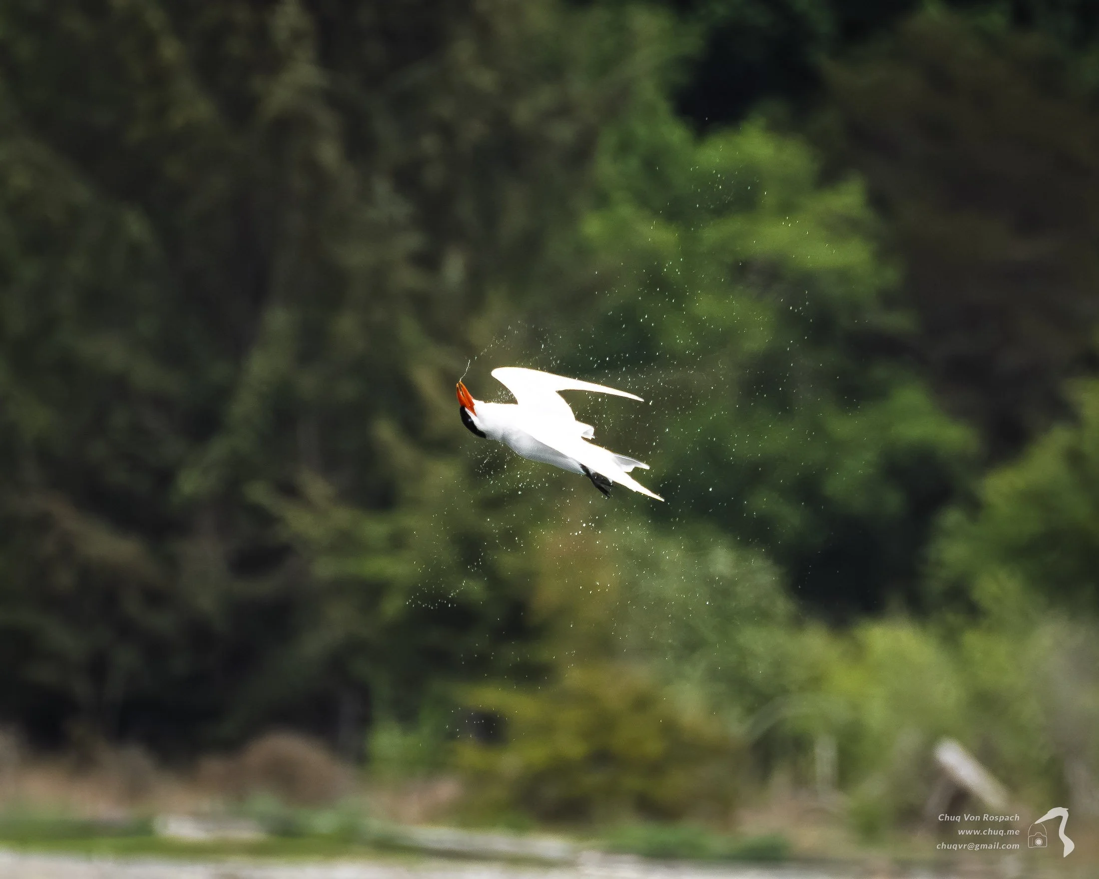 Caspian Terns