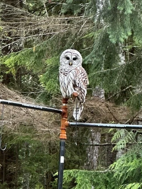 State of the Birds
