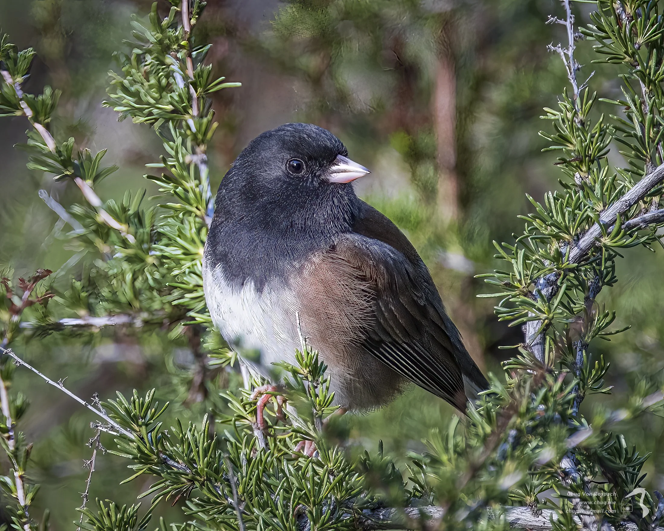 Summer bird check-in