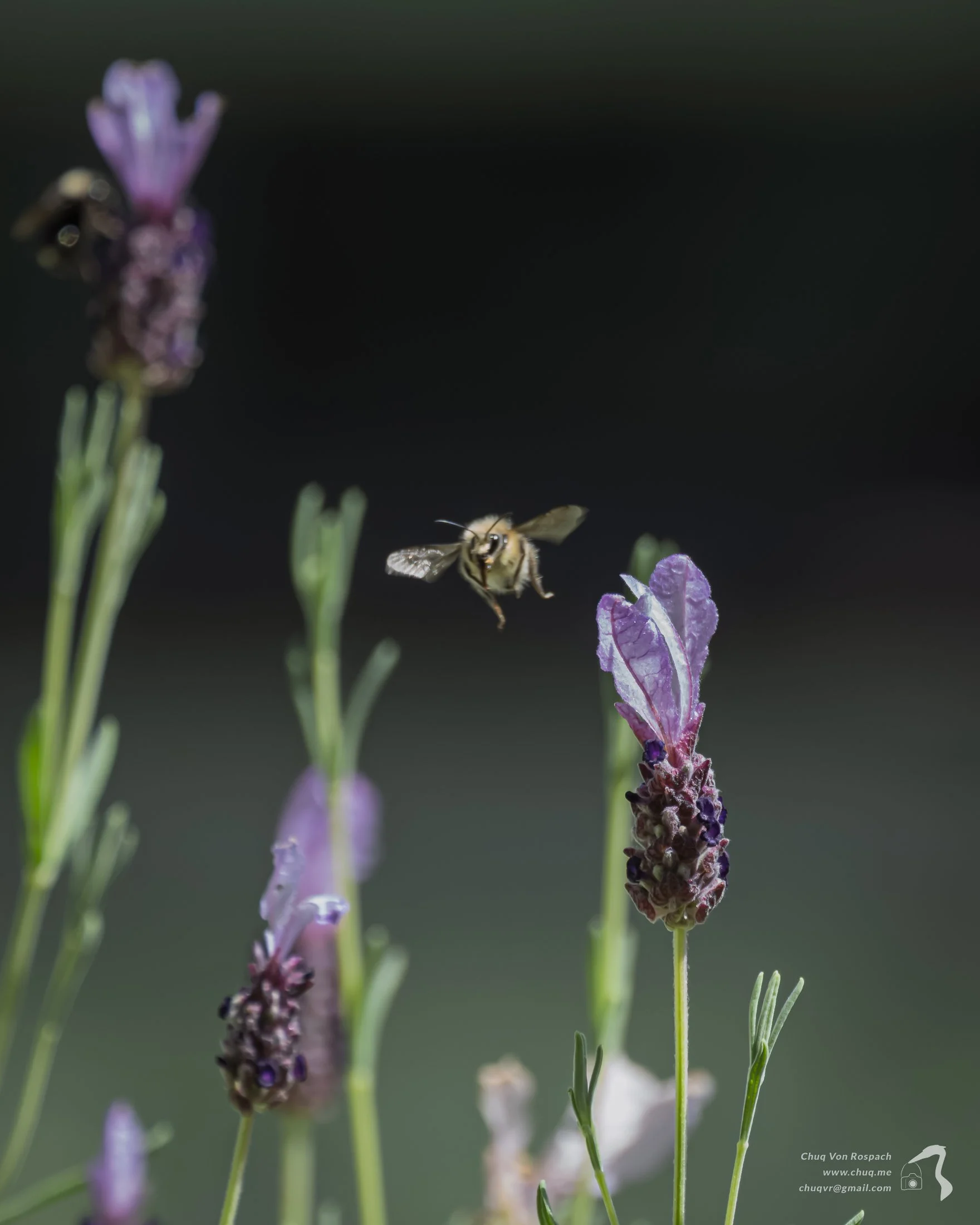 Bees!