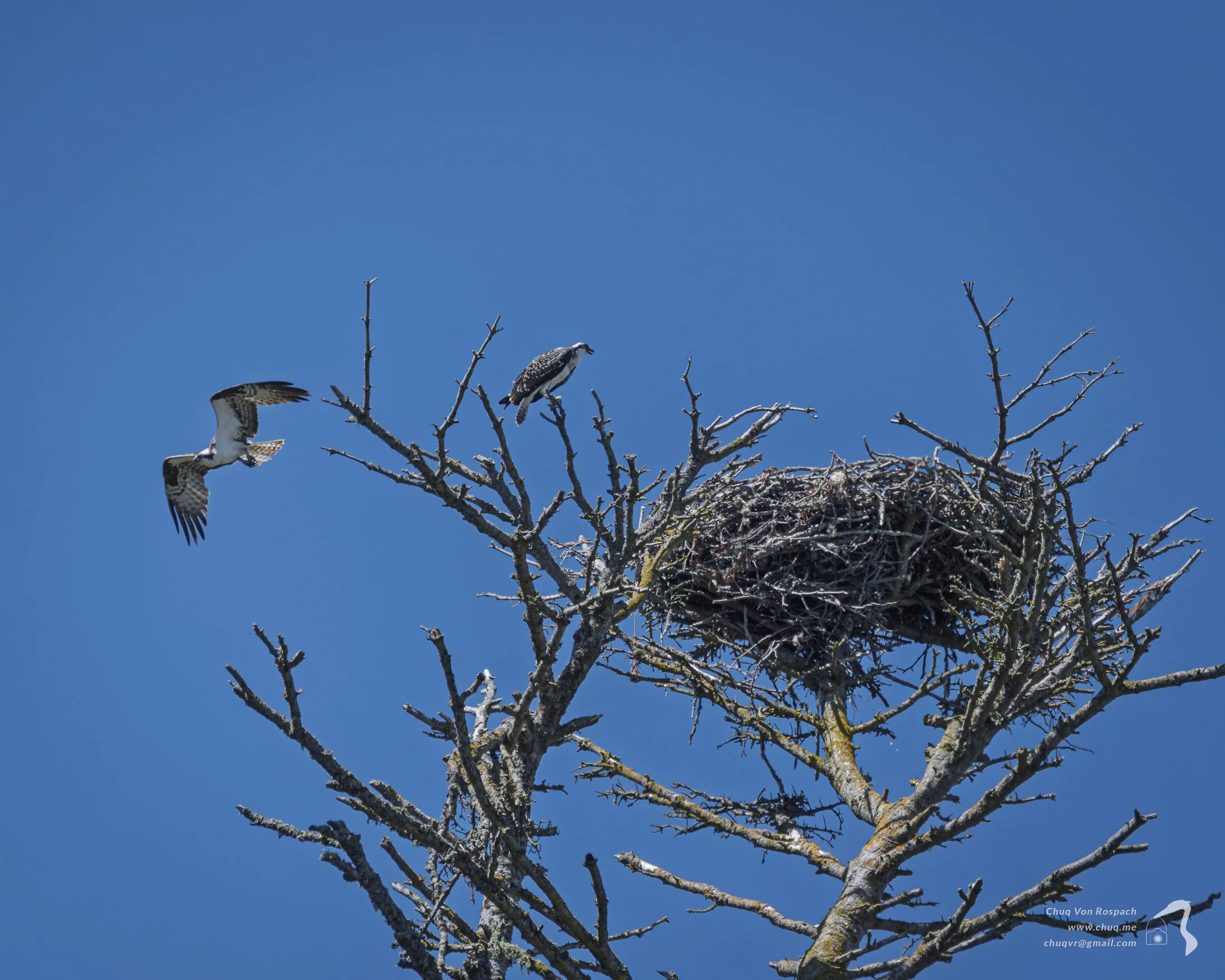 Baby Ospreys!