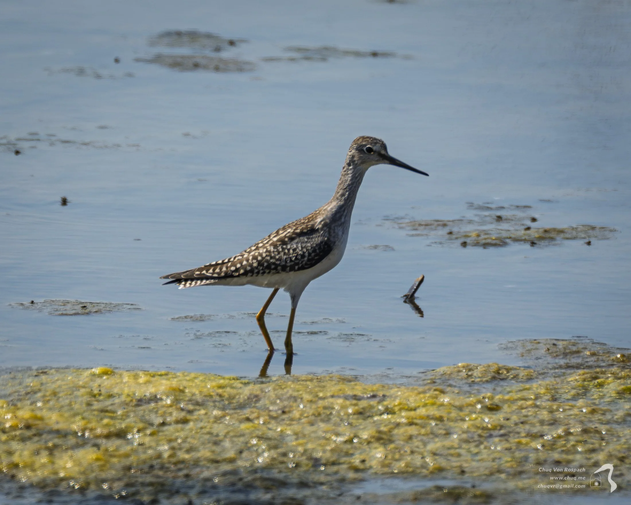 Sequim Shorebirds