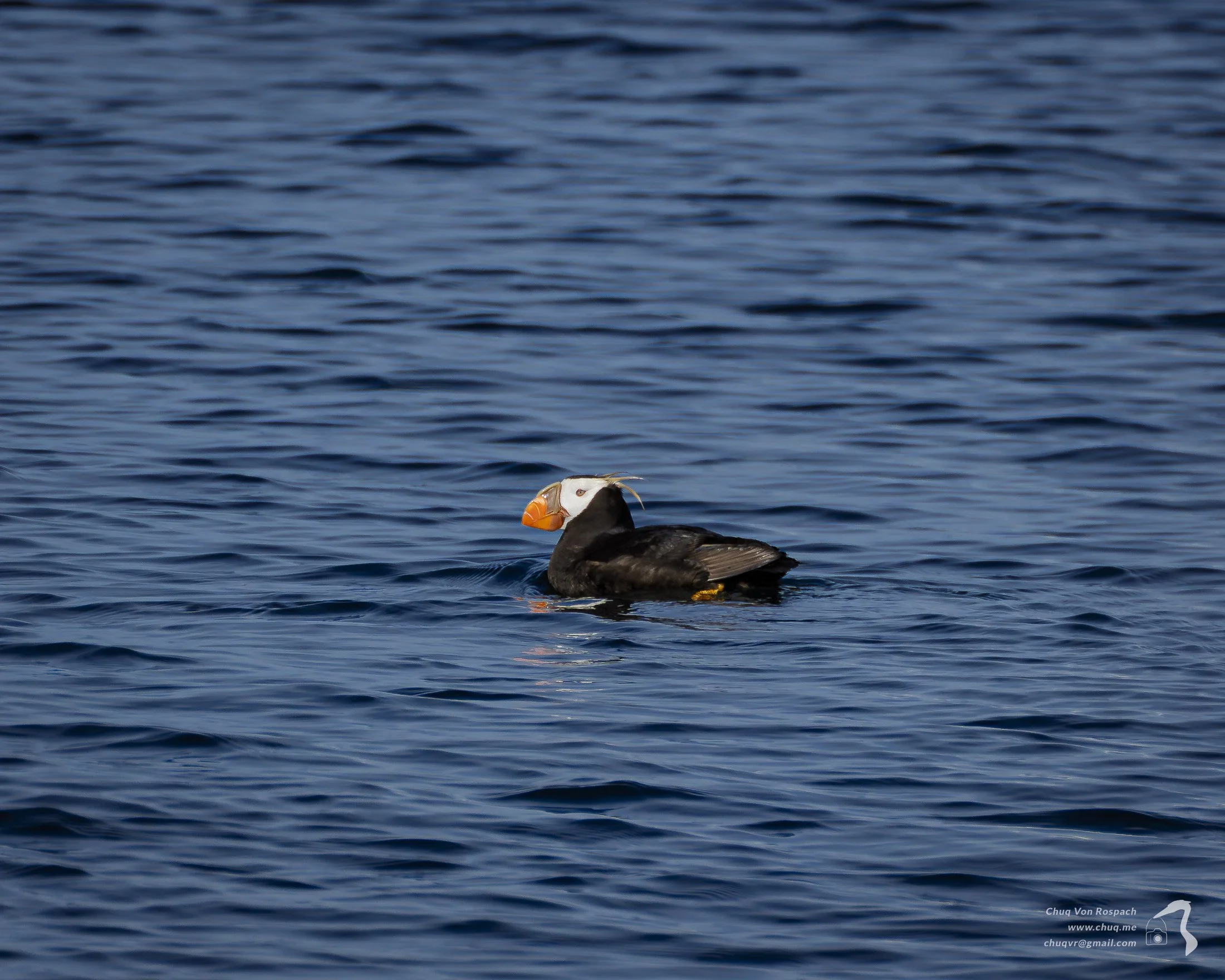 Puffin Run