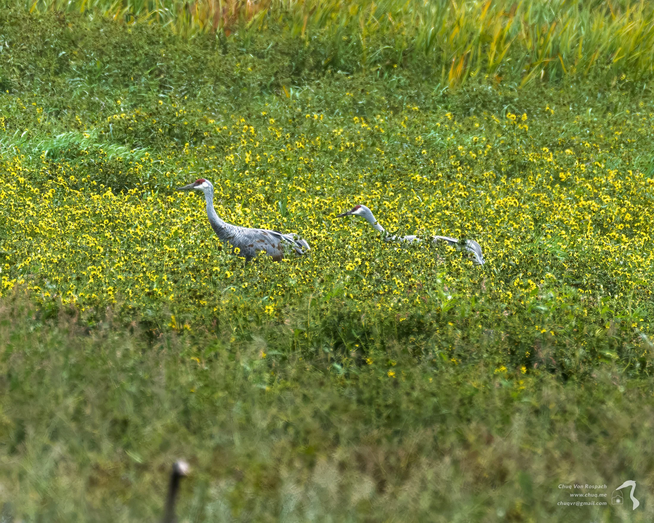 261005-102939 Sandhill Crane, Ridgefield National Wildlife Refuge.jpg