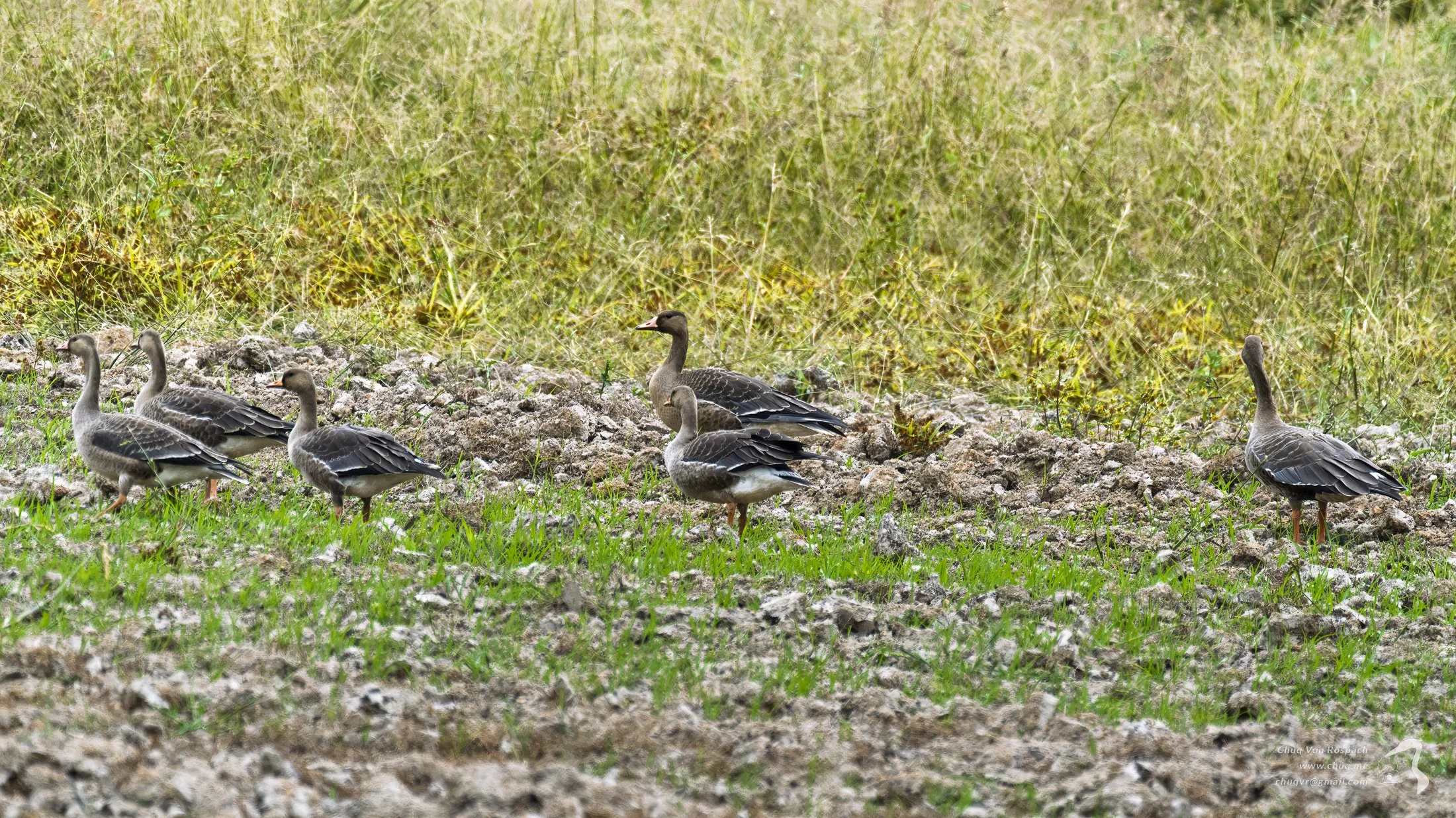261005-103222 Greater White-Fronted Goose, Ridgefield National Wildlife Refuge.jpg