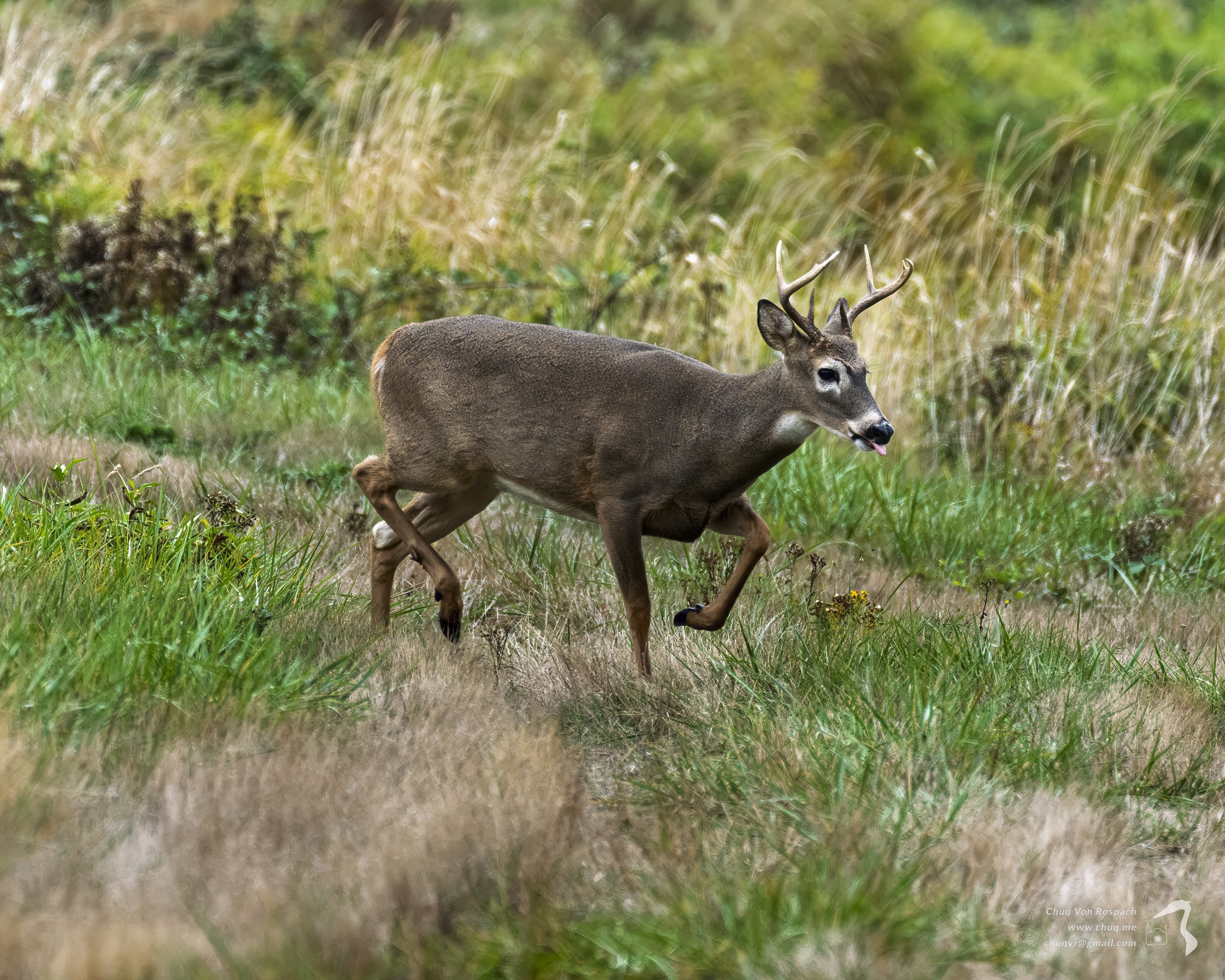 261005-103237 Black-tailed Deer, Ridgefield National Wildlife Refuge-2.jpg