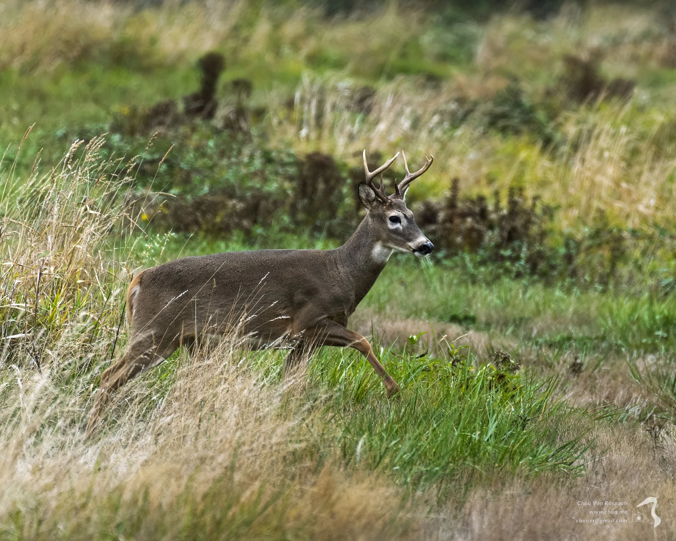 261005-103237 Black-tailed Deer, Ridgefield National Wildlife Refuge.jpg