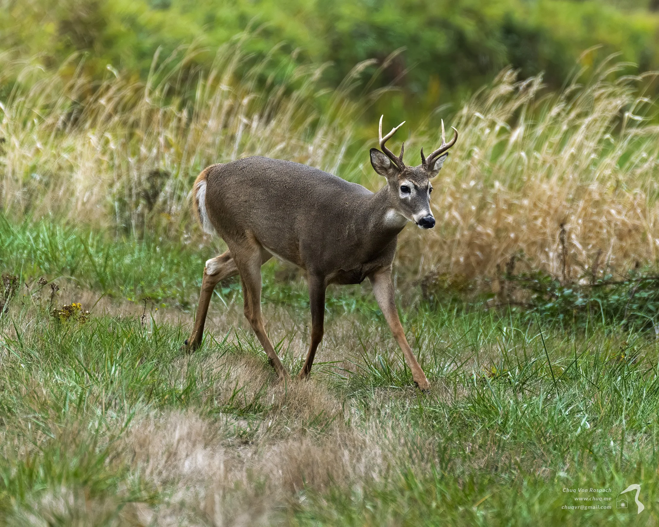 261005-103238 Black-tailed Deer, Ridgefield National Wildlife Refuge-2.jpg