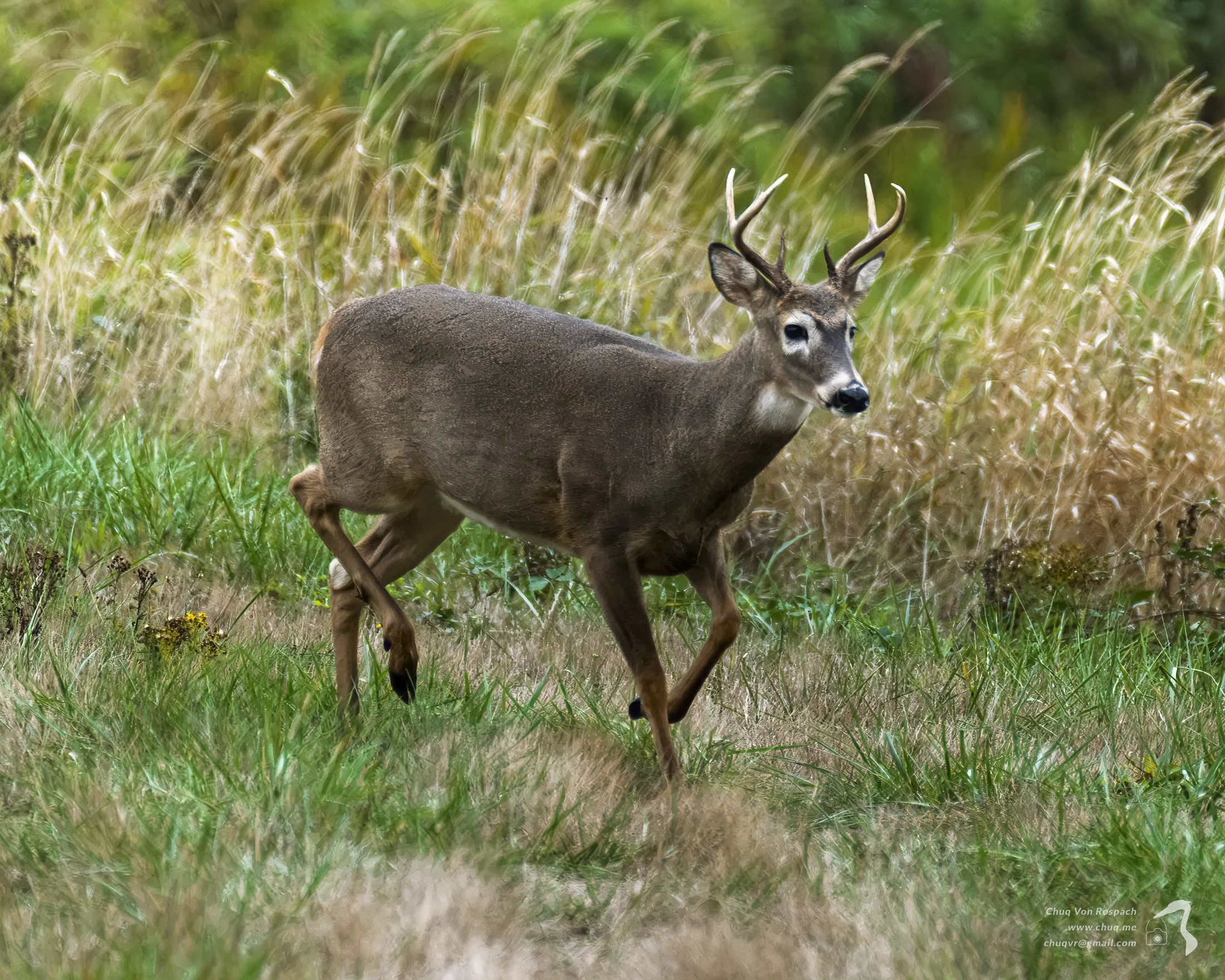 261005-103238 Black-tailed Deer, Ridgefield National Wildlife Refuge.jpg