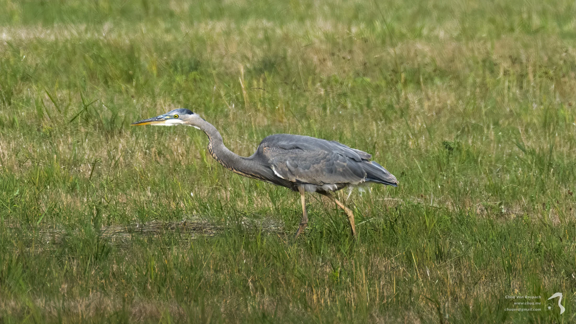 261005-110259 Great Blue Heron, Ridgefield National Wildlife Refuge.jpg