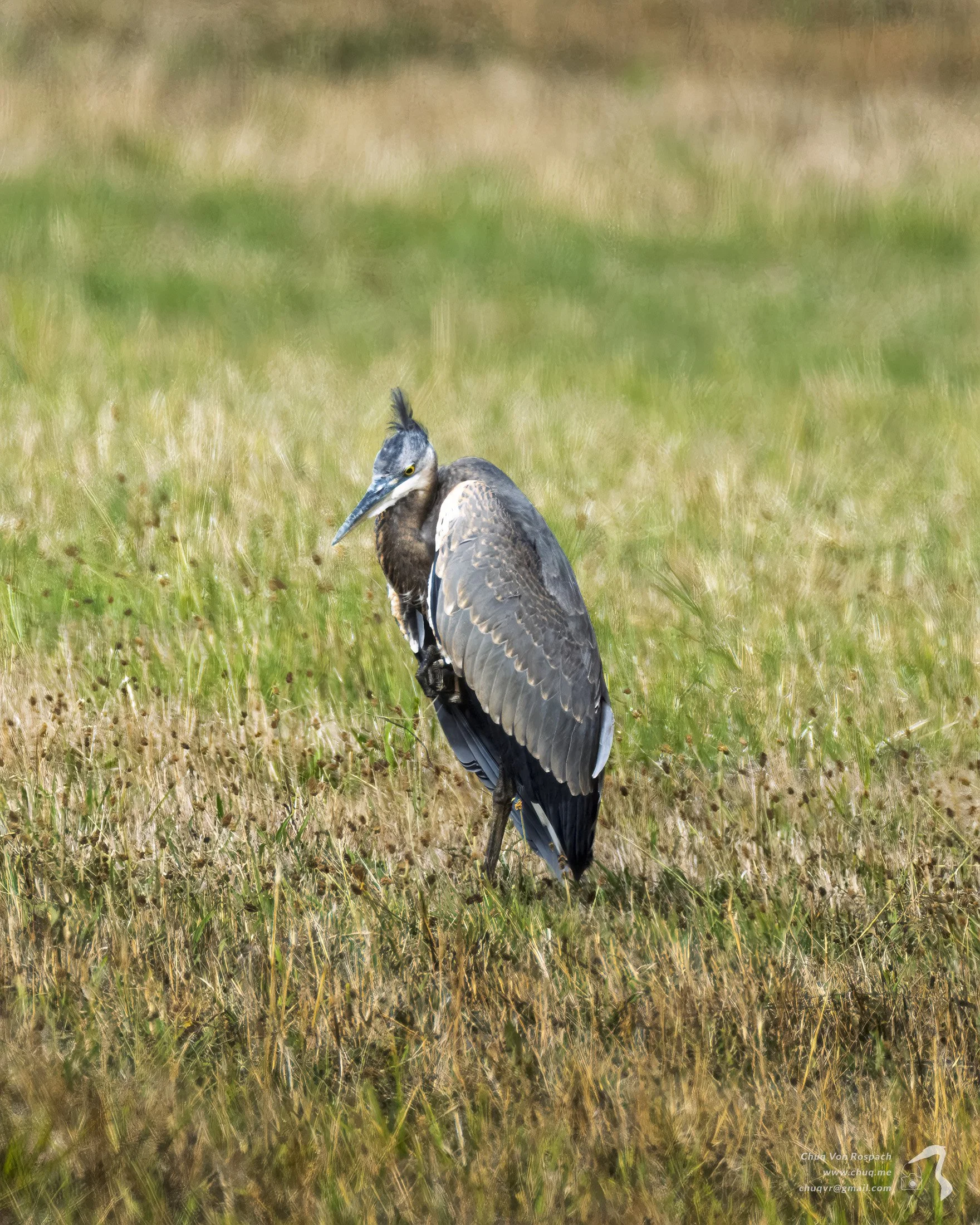 261005-110520 Great Blue Heron, Ridgefield National Wildlife Refuge.jpg