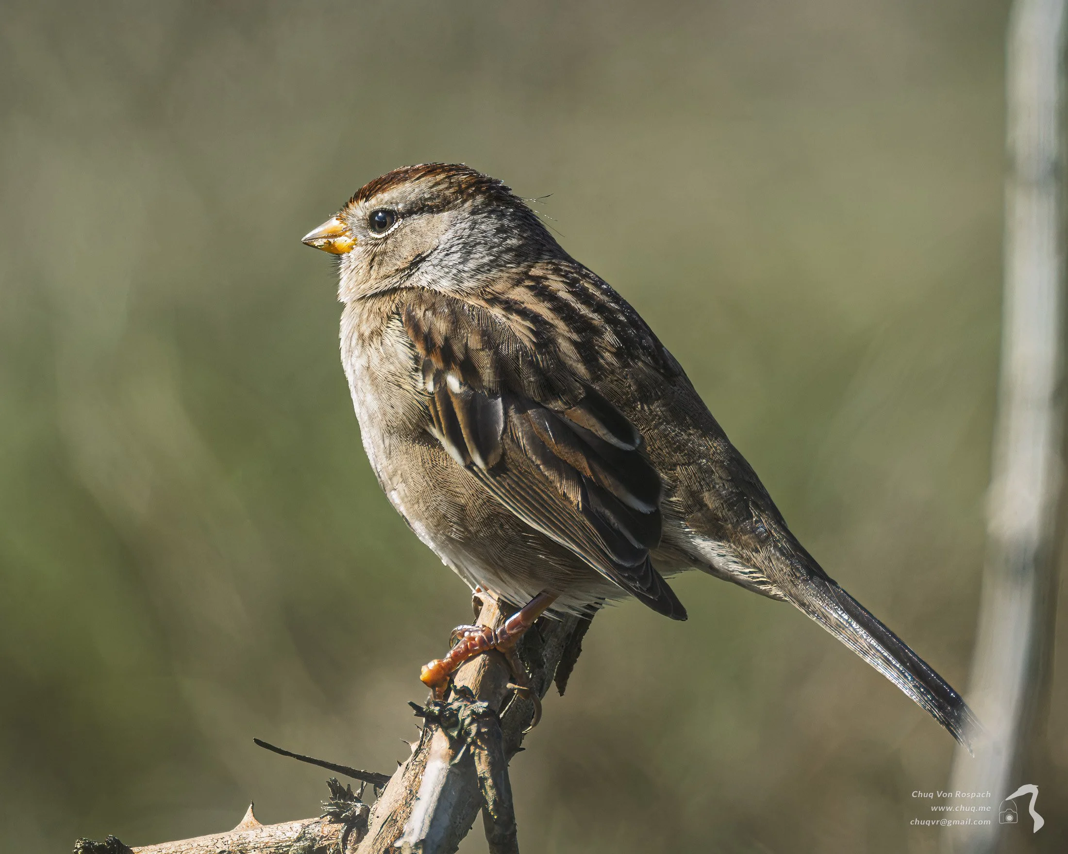 261010-123736 Immature White-crowned Sparrow, Newport, Oregon.jpg