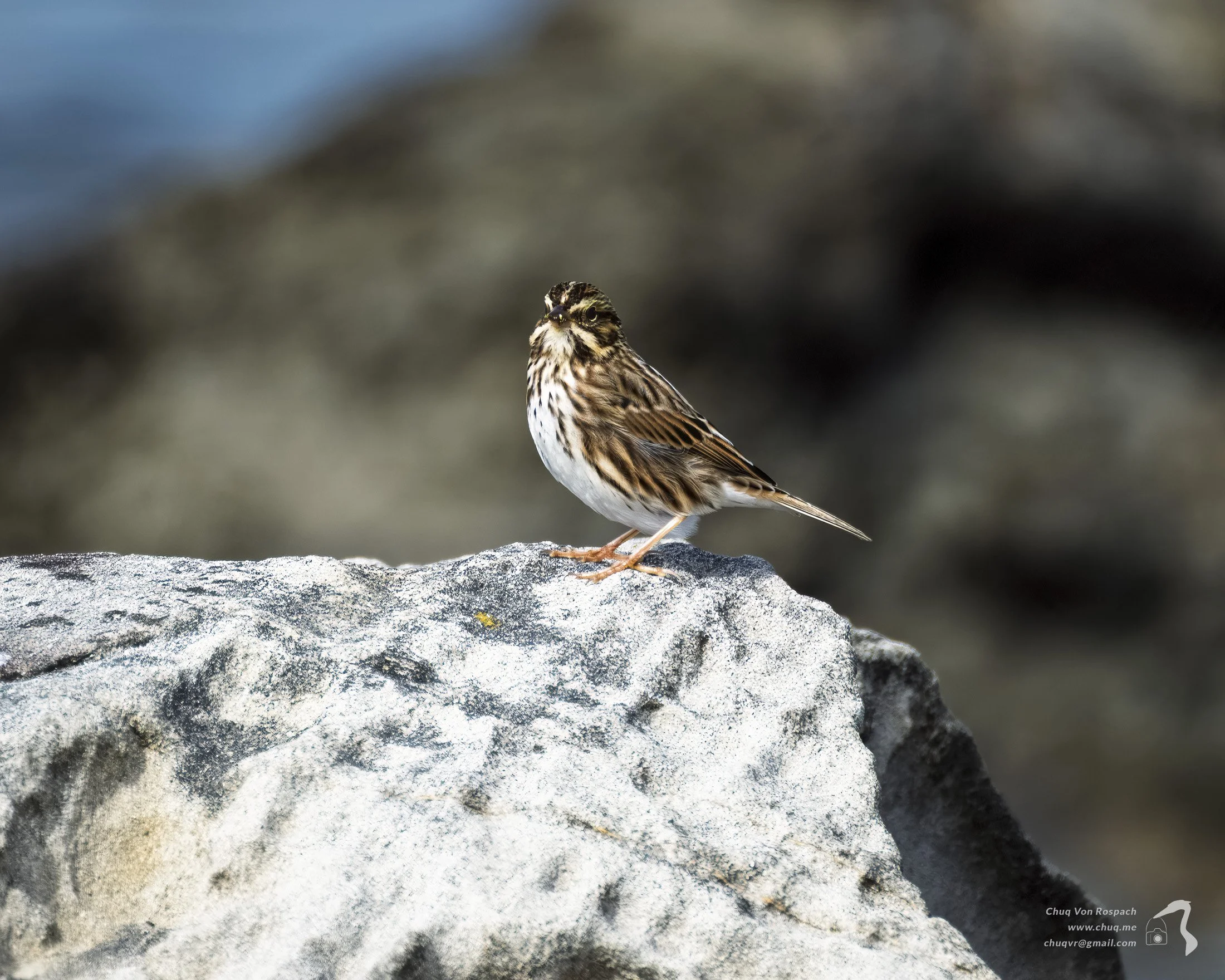 261010-125924 Savannah Sparrow, Newport, Oregon.jpg
