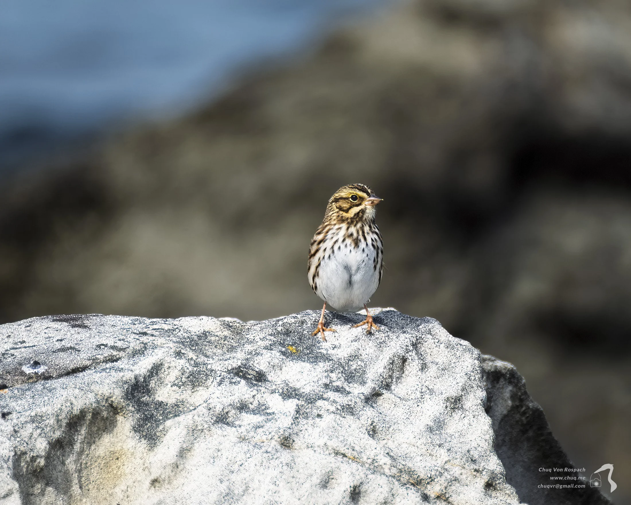 261010-125925 Savannah Sparrow, Newport, Oregon.jpg