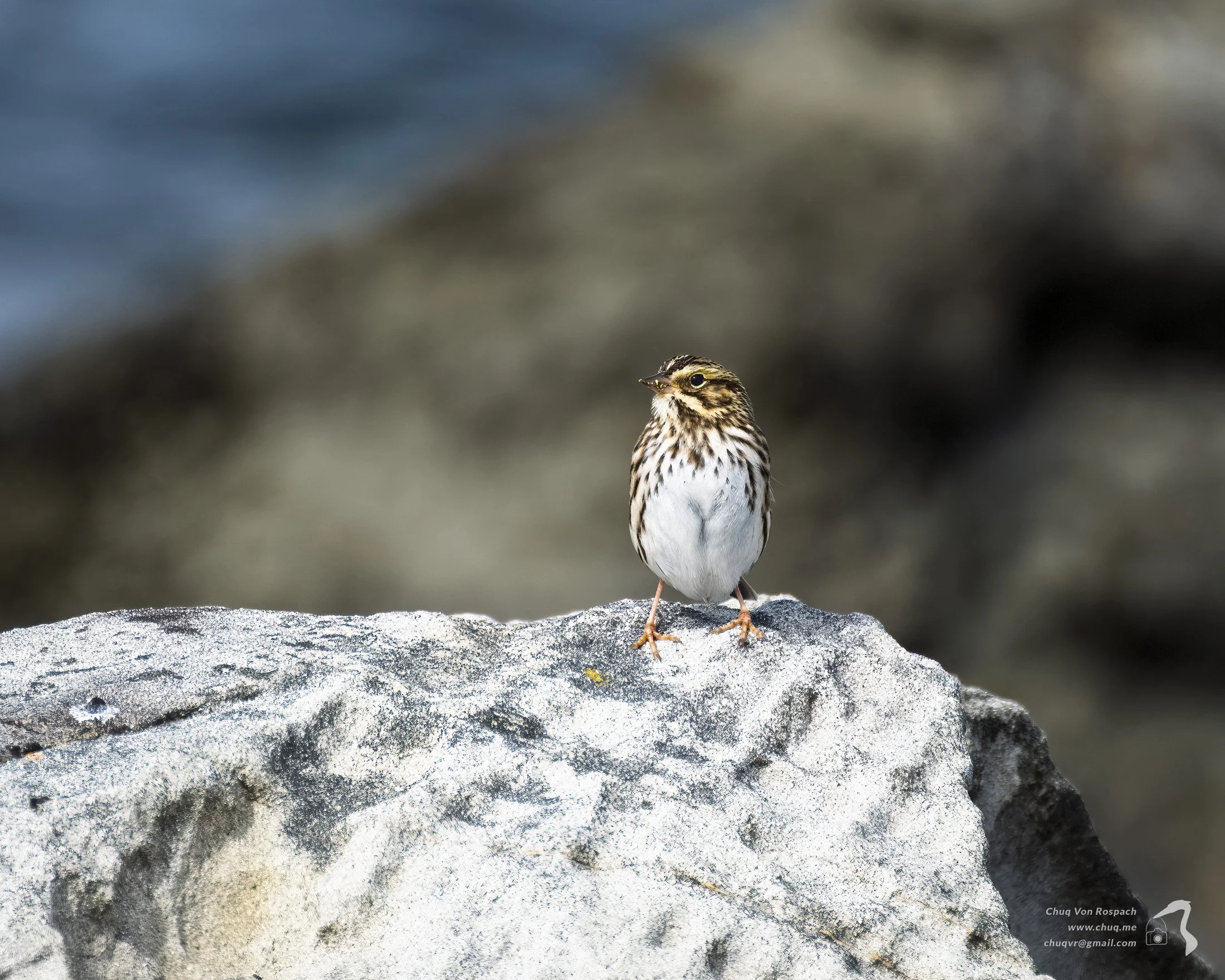 261010-125927 Savannah Sparrow, Newport, Oregon.jpg