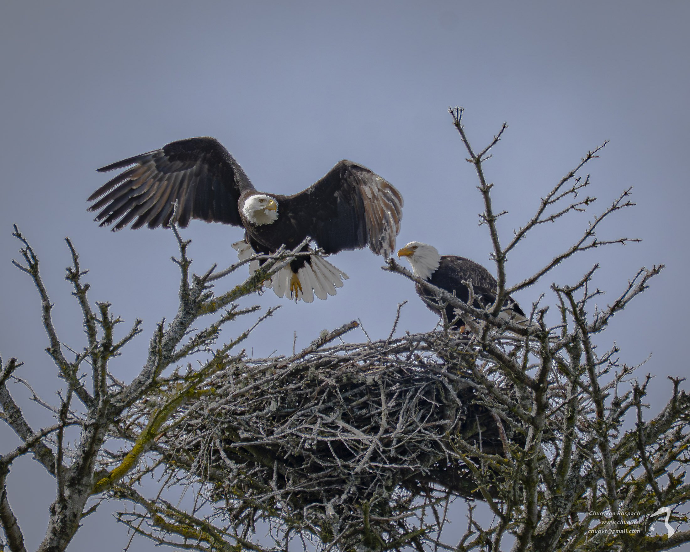 Bald Eagle, Bainbridge Island, Washington