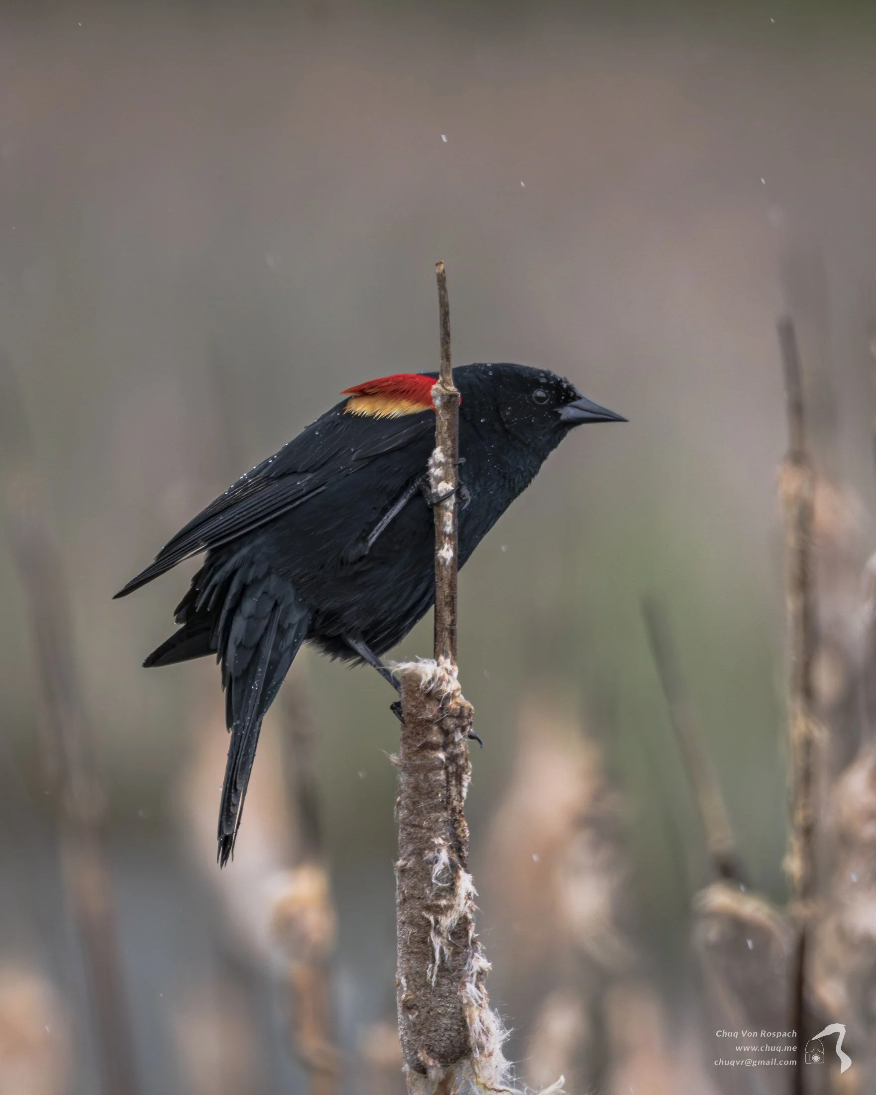 Red-winged Blackbird