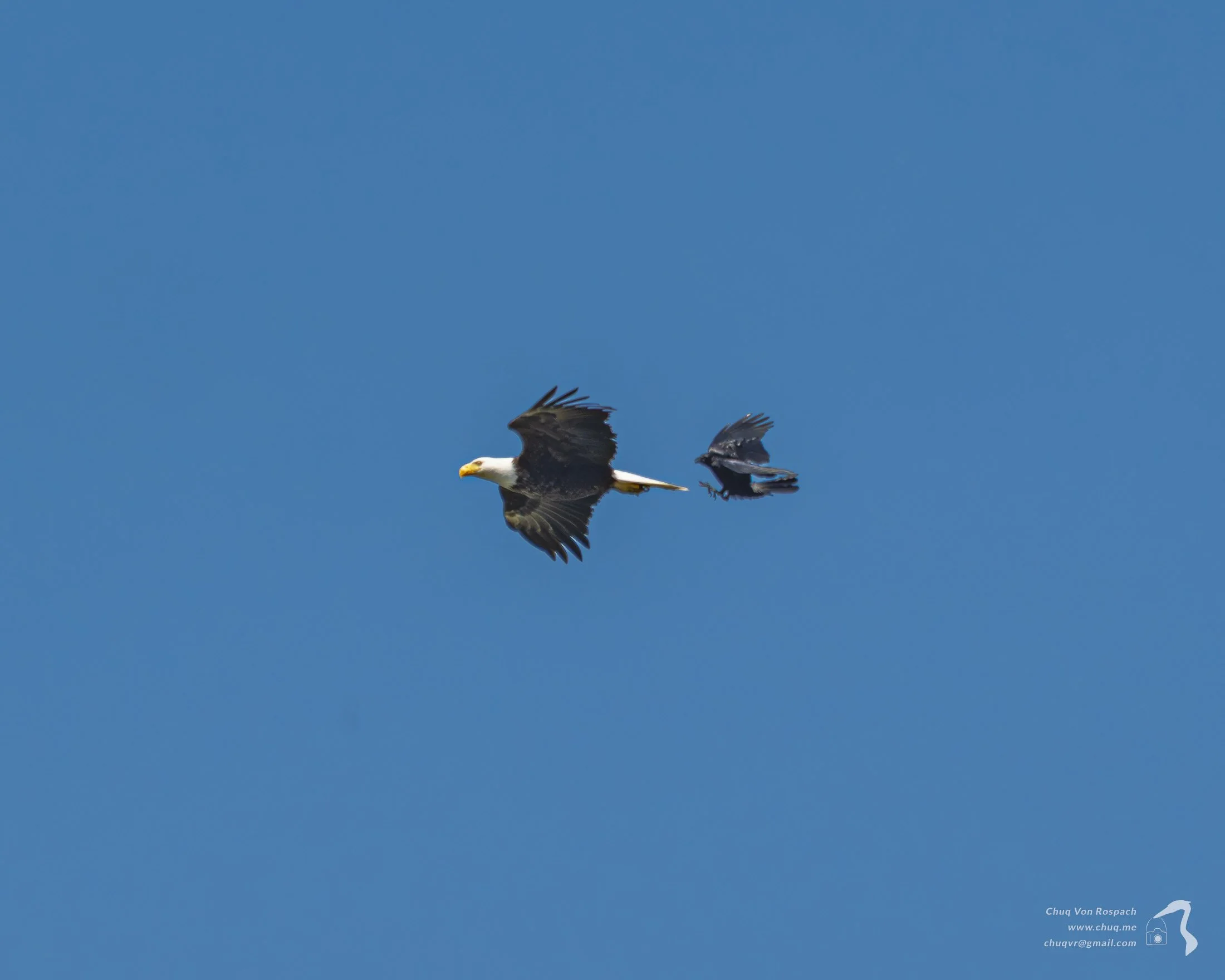 Bald Eagle being chased by a Raven