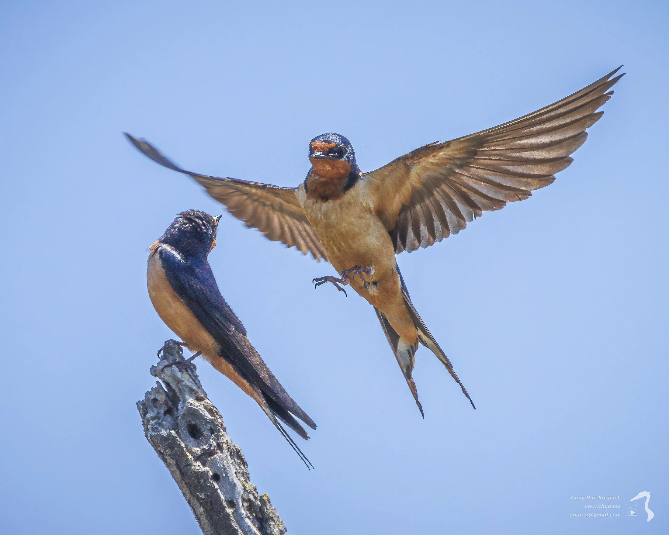 Barn Swallows fighting for a perch