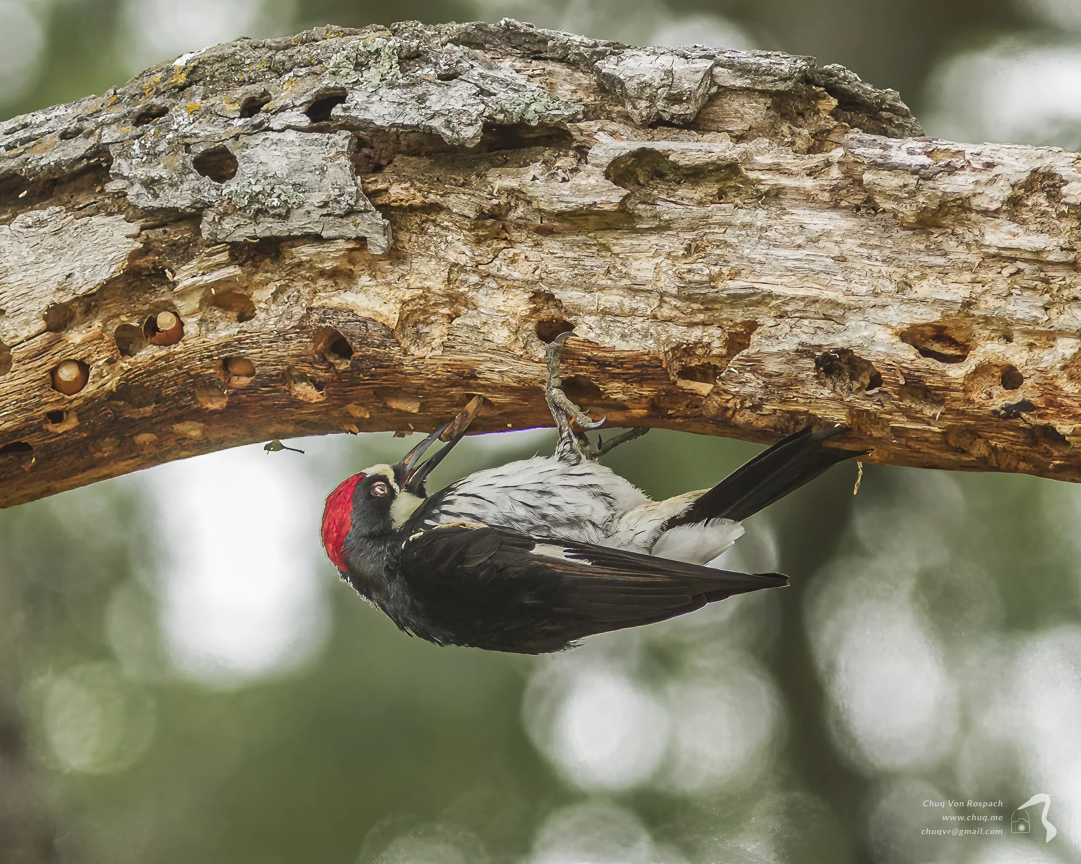 Acorn Woodpecker working on its granary