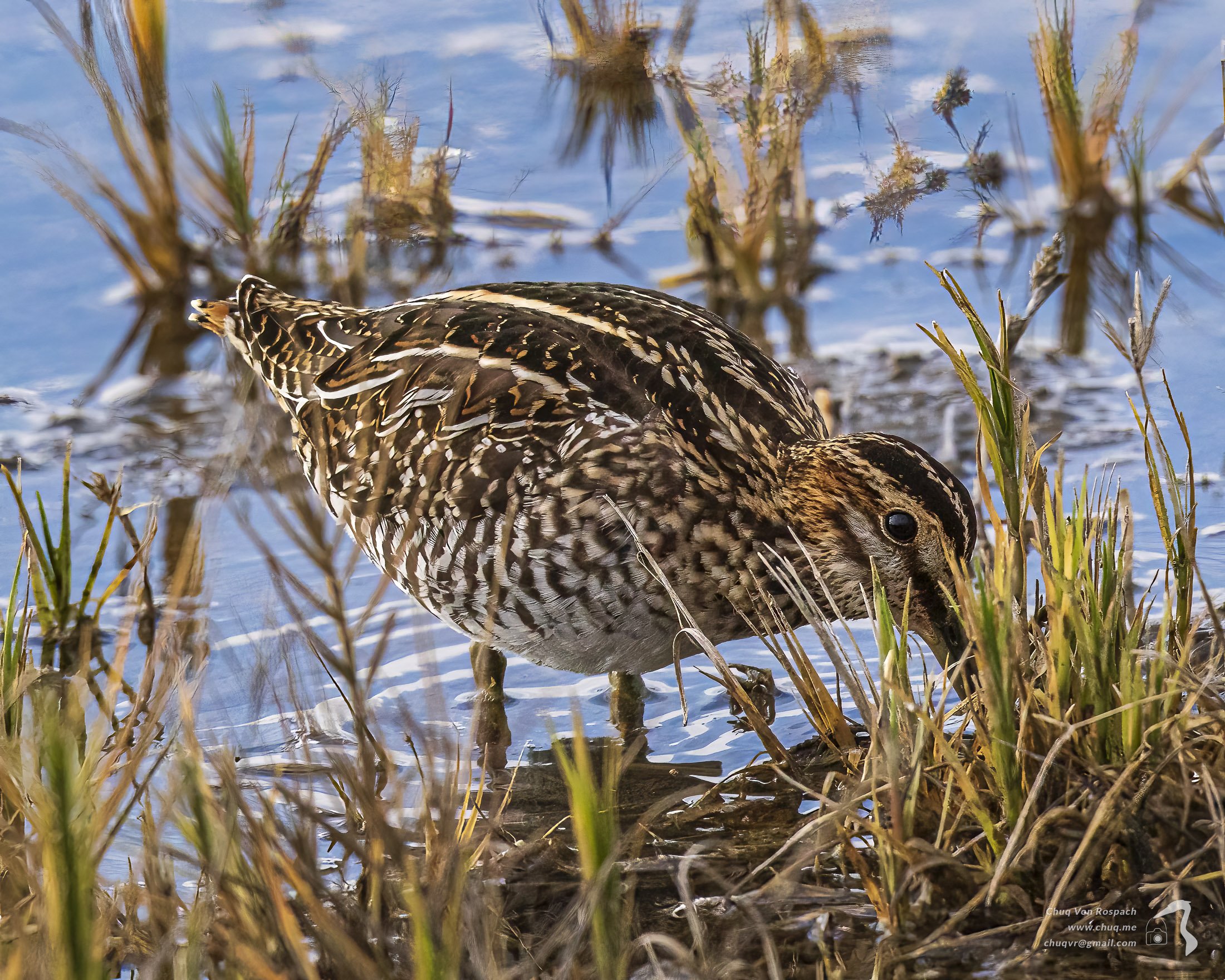 Wilson's Snipe