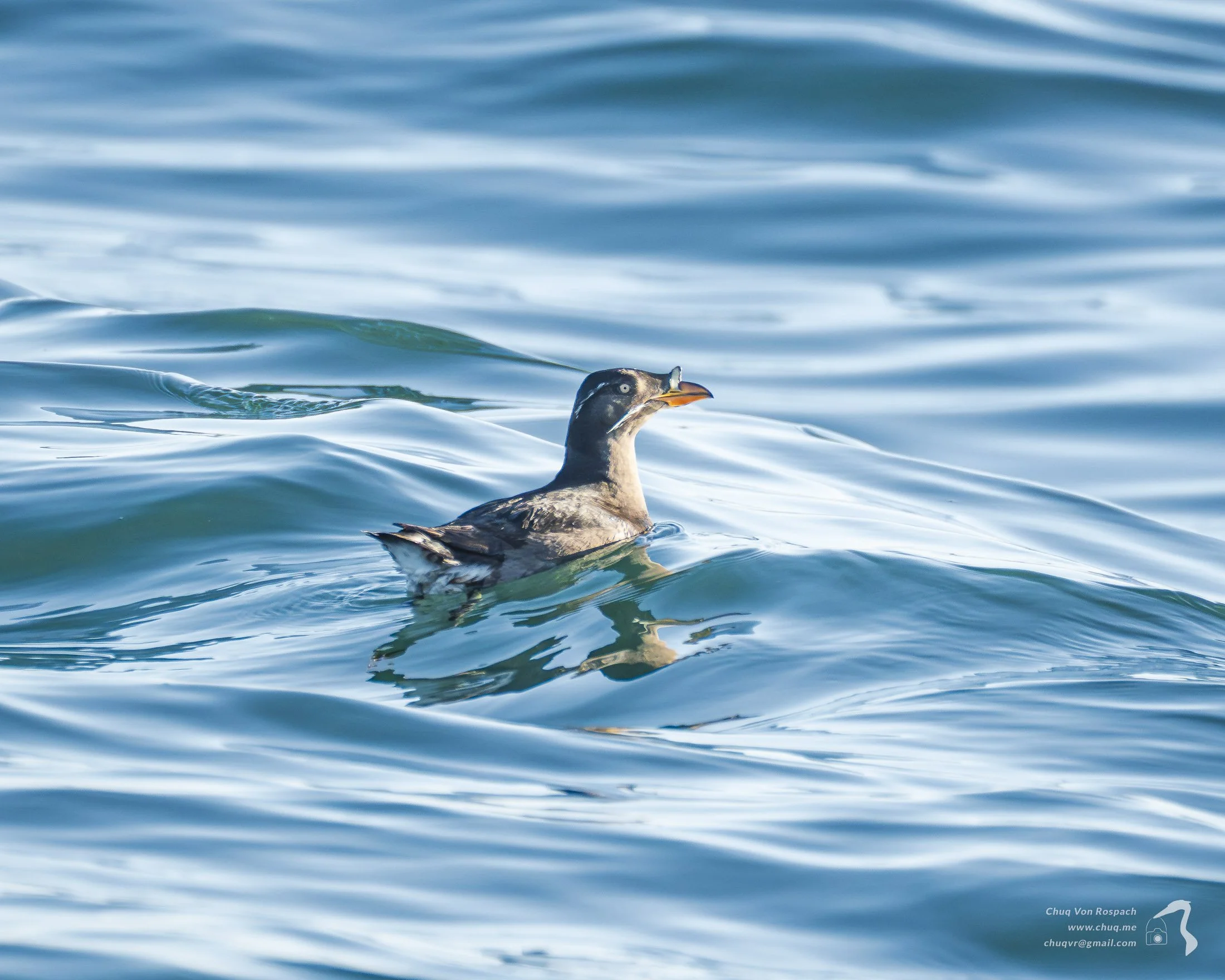 Rhinoceros Auklet