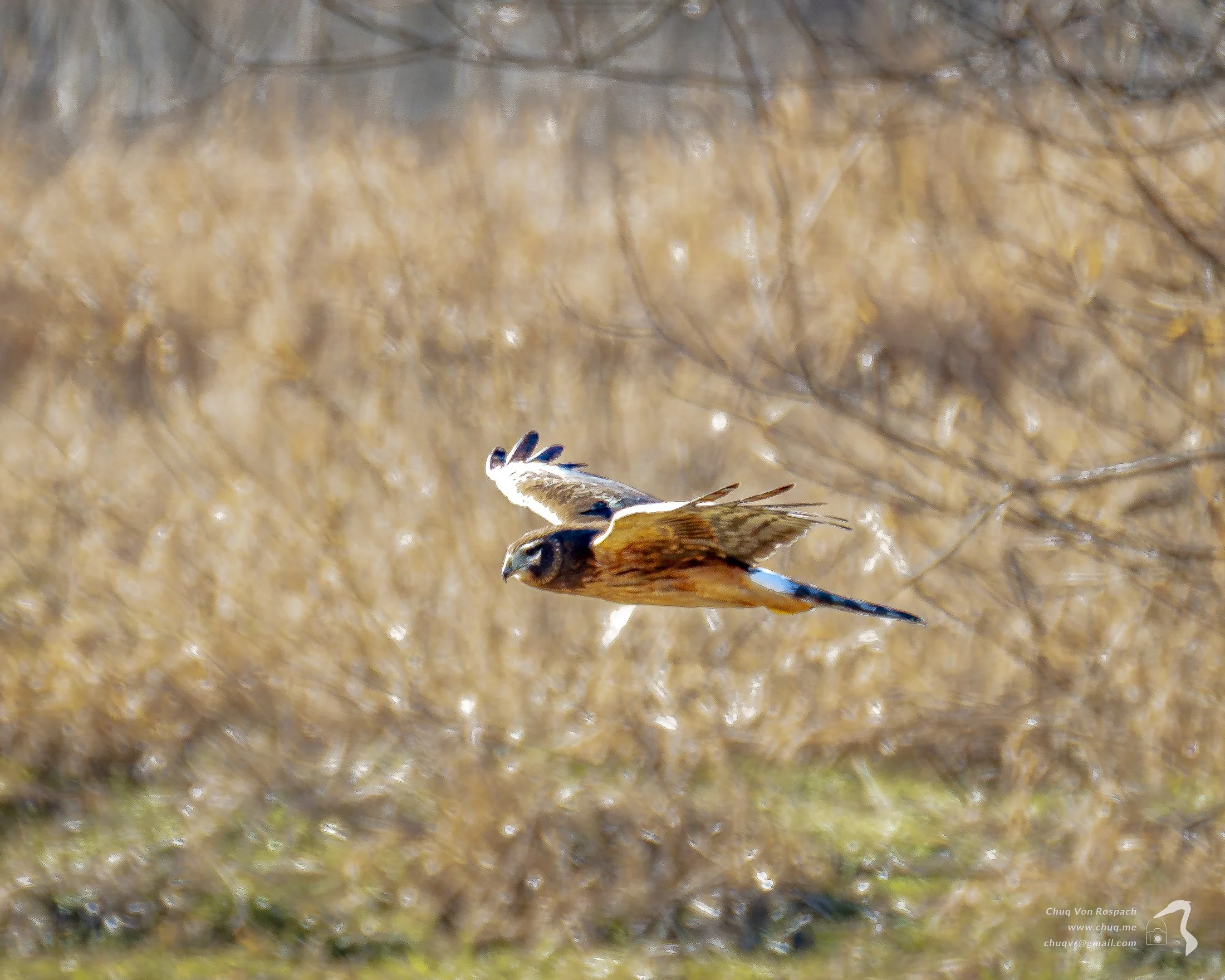 Northern Harrier, Ridgefield NWR