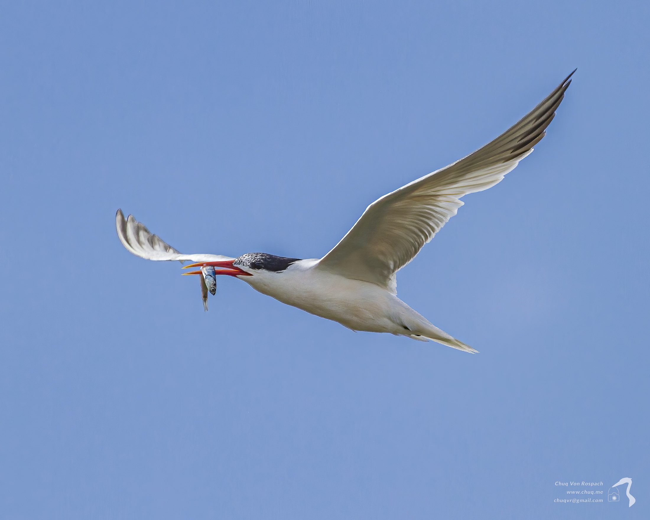 Forster's Tern with a fish