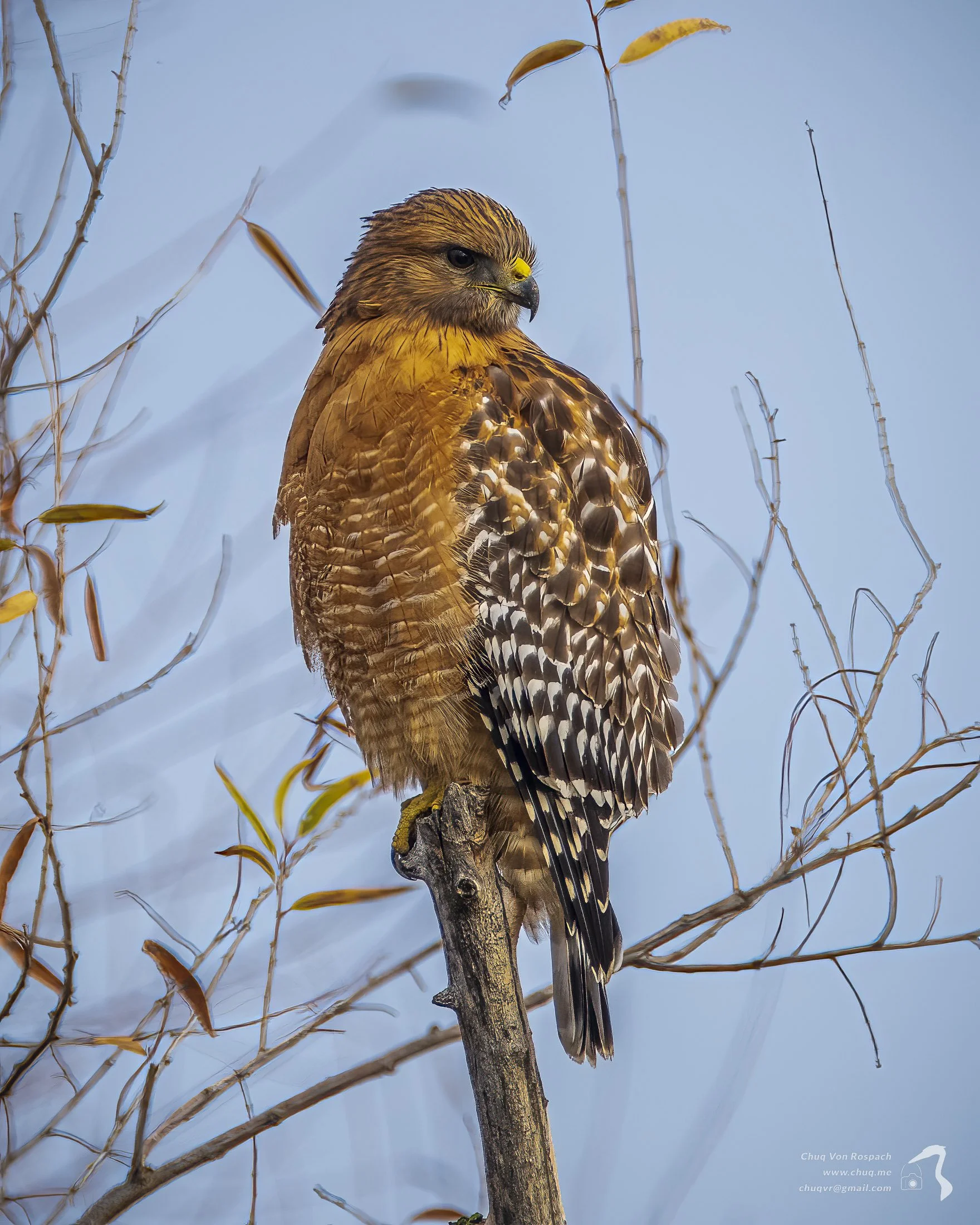 Red-shouldered Hawk