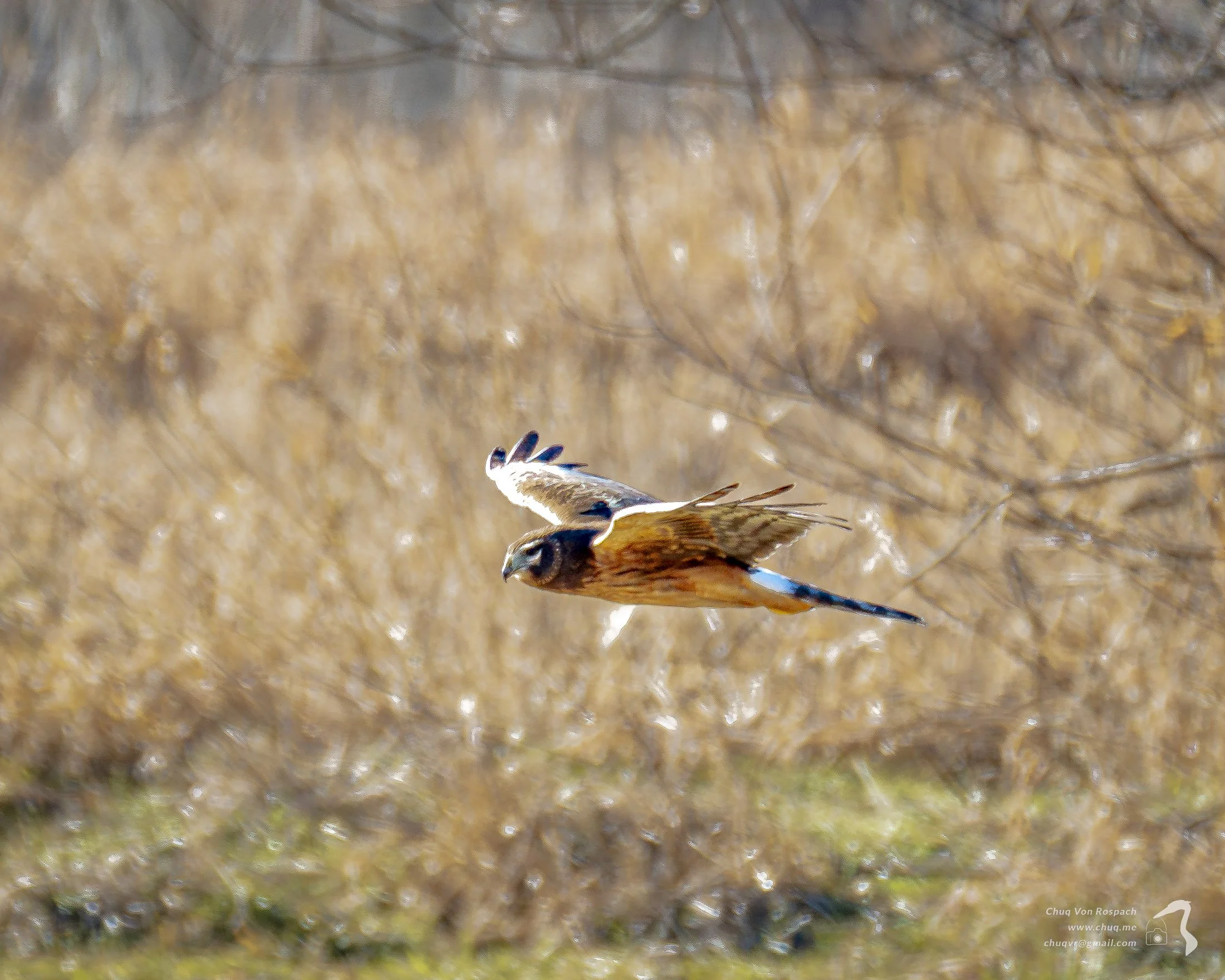 Northern Harrier