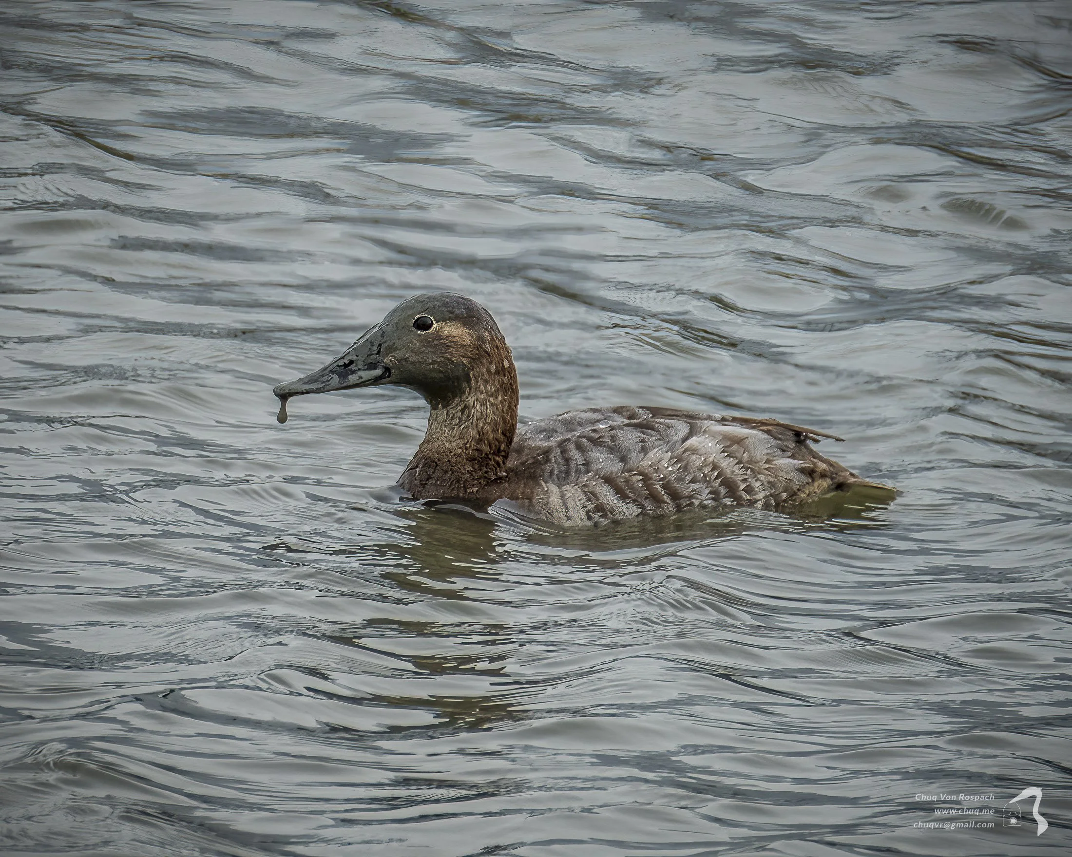 Canvasback